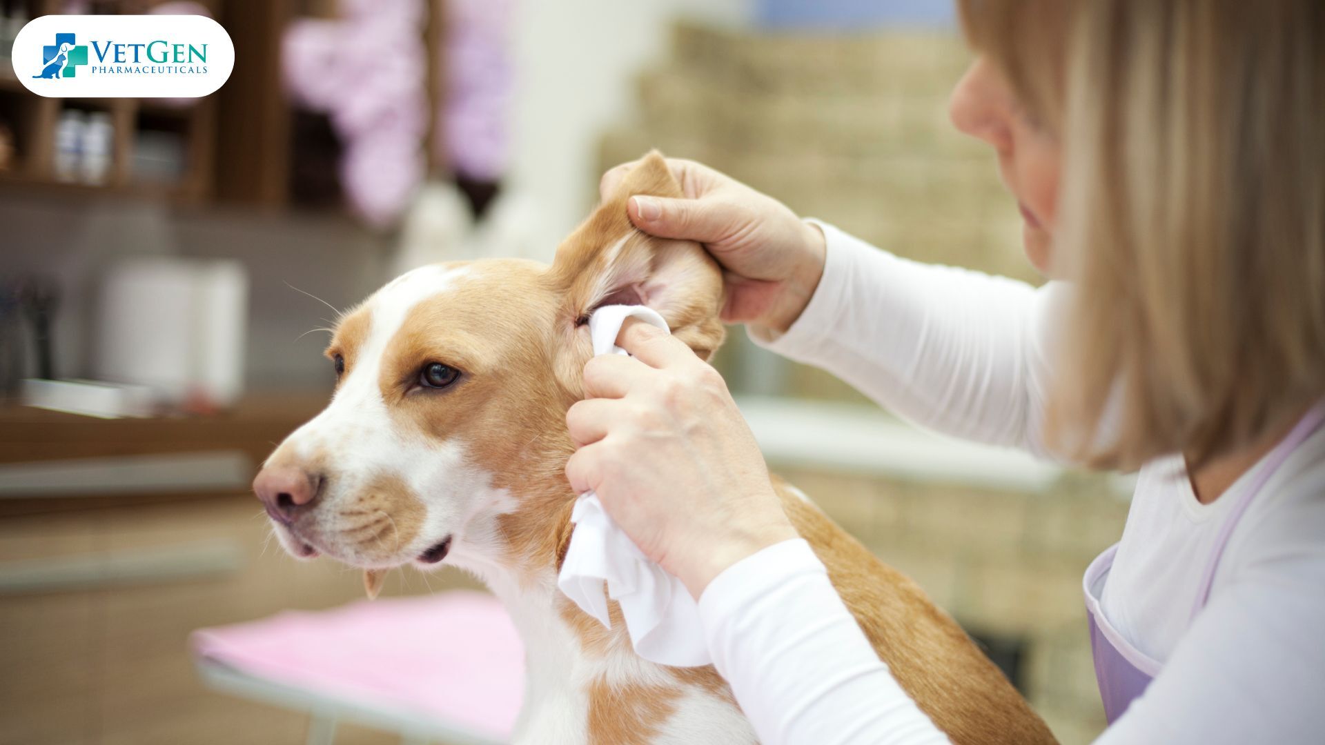 Clean Dogs Ears