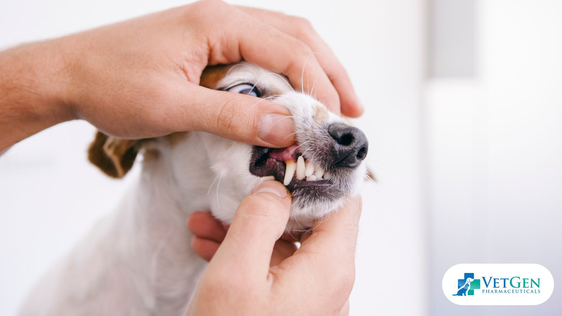 Consider Professional Dental Cleanings in Dogs