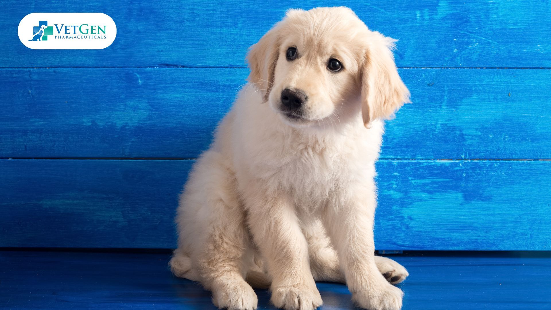 English Cream Golden Retrievers