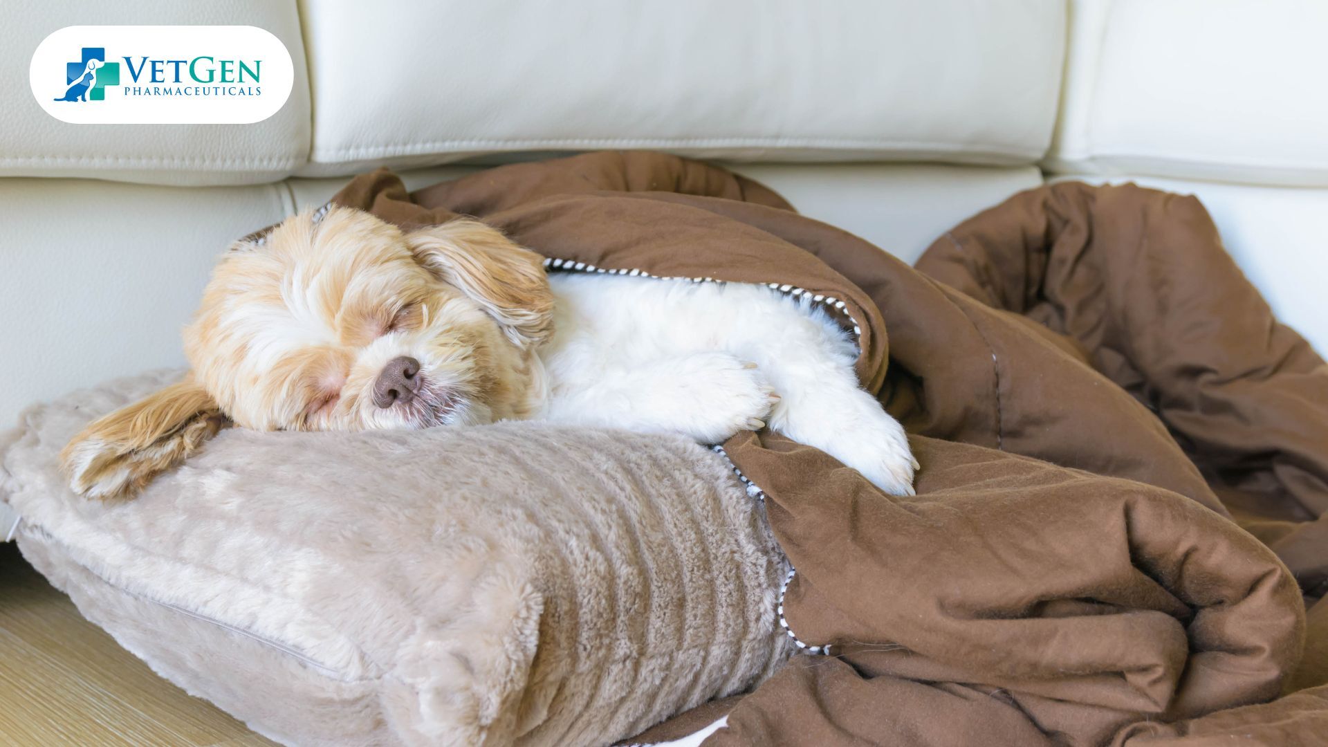 Potential Risks of Letting Your Dog Sleep in Your Bed