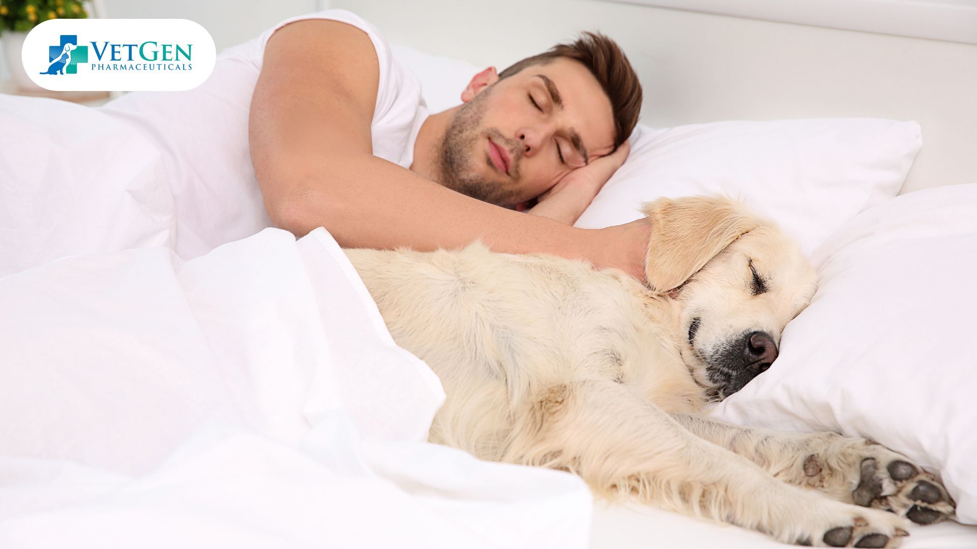 Tips for Sharing a Bed with Your Dog