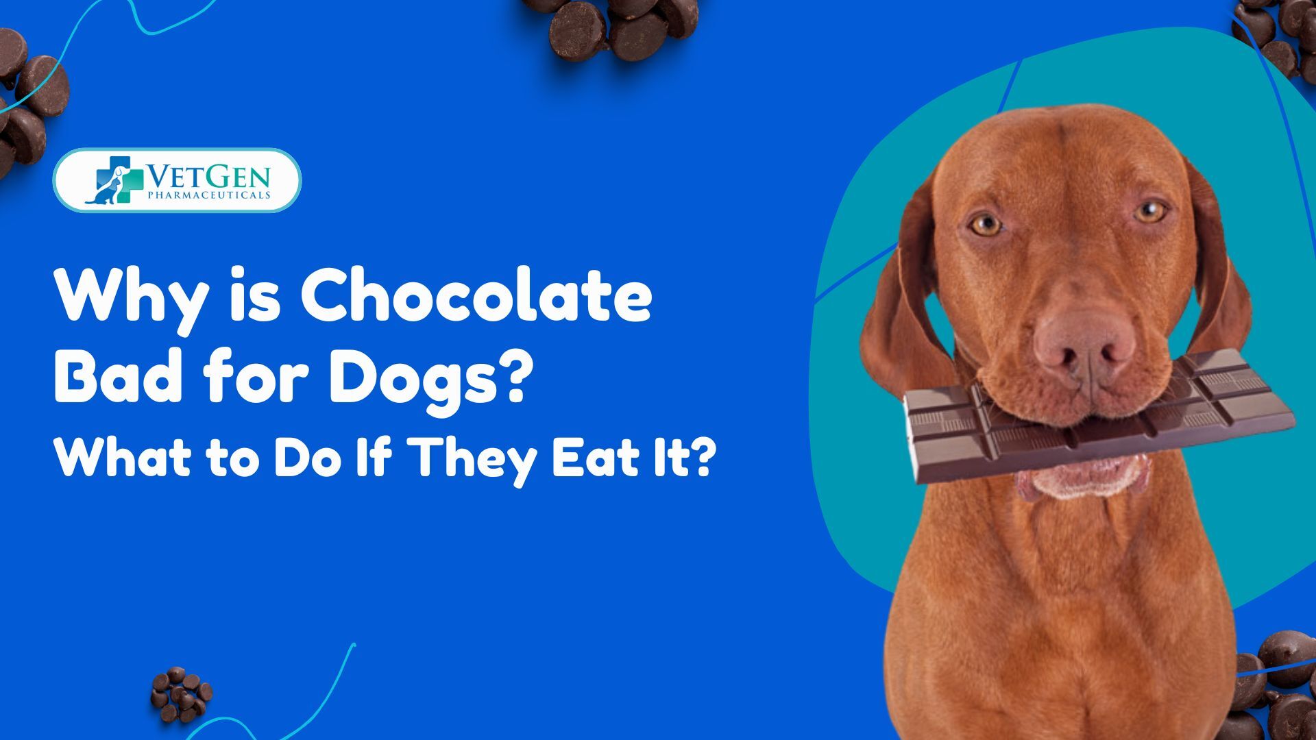 Why is Chocolate Bad for Dogs What to Do If They Eat It