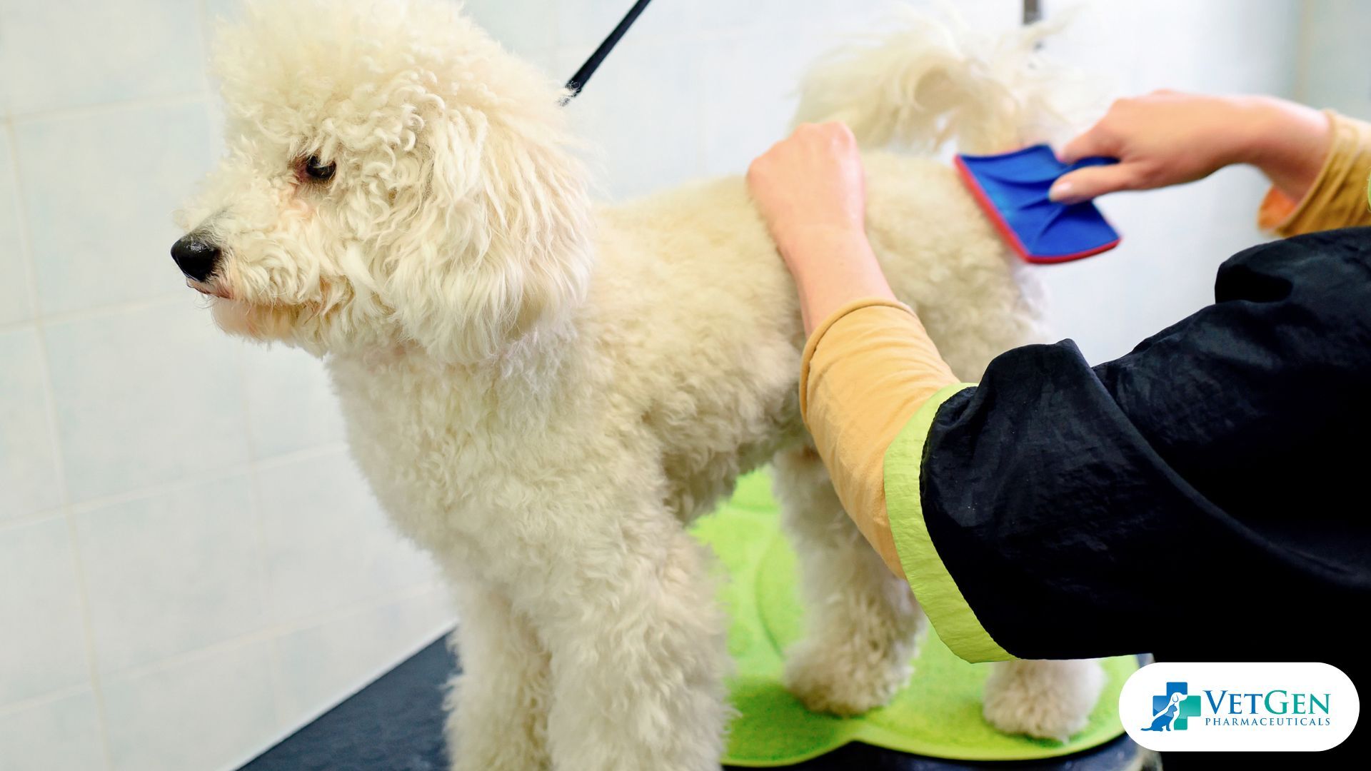 brushing your dog's hair