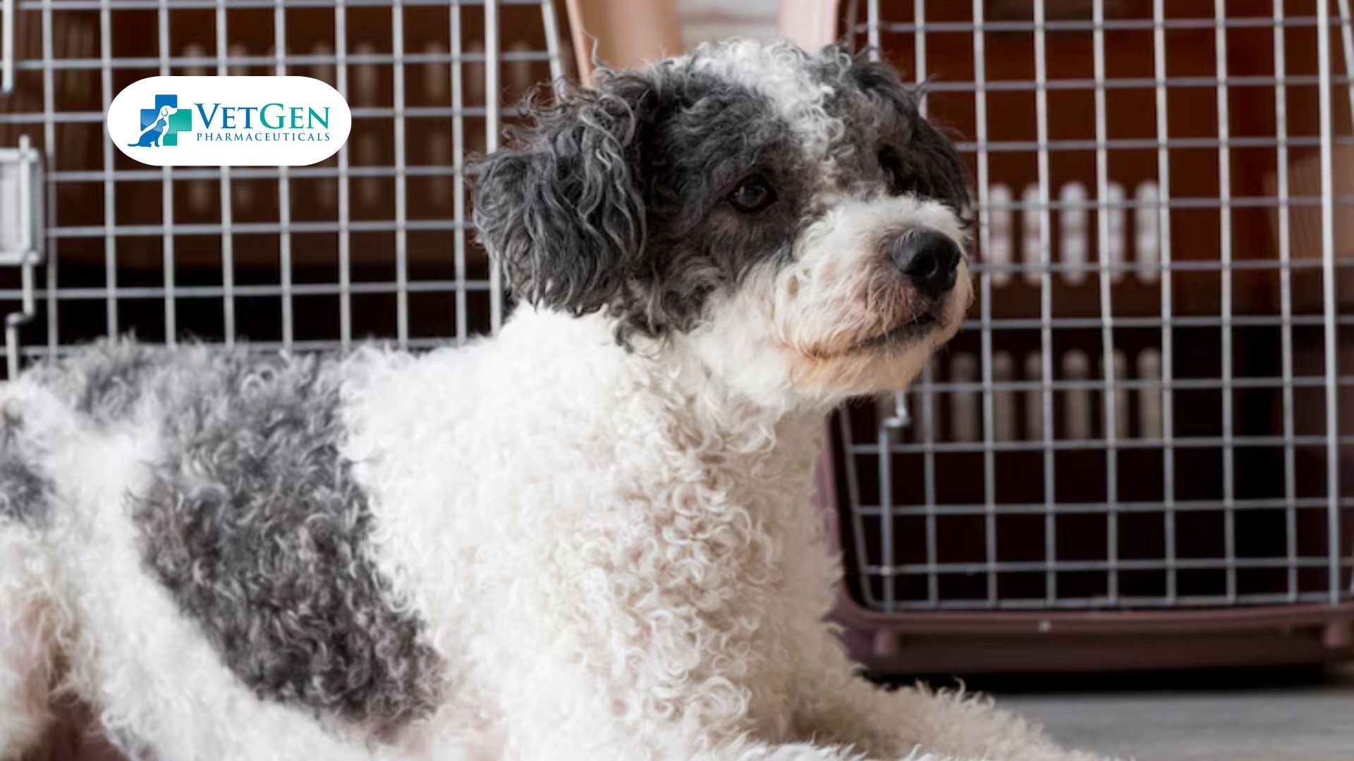Adopt a Poodle