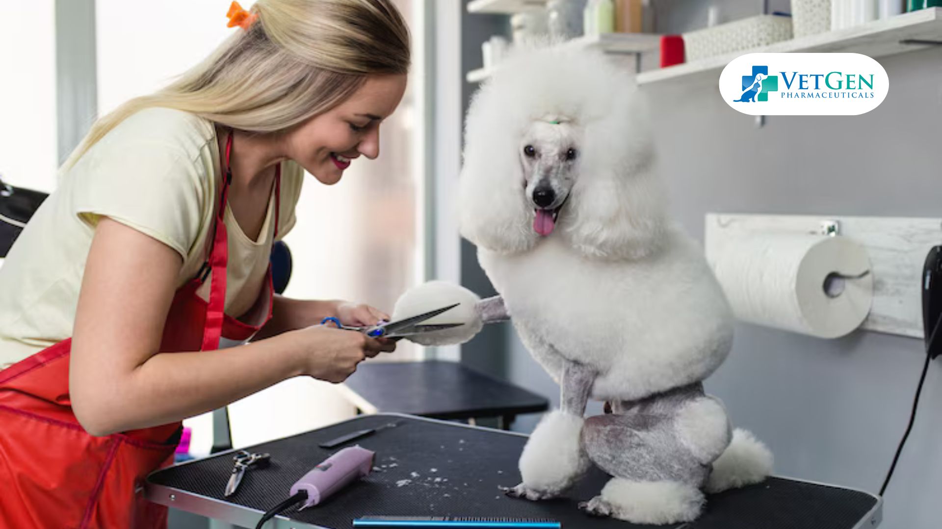Kennel Haircut for Poodles