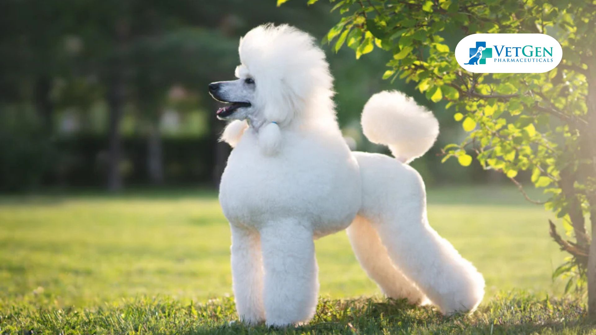 Modern Haircut for Poodles