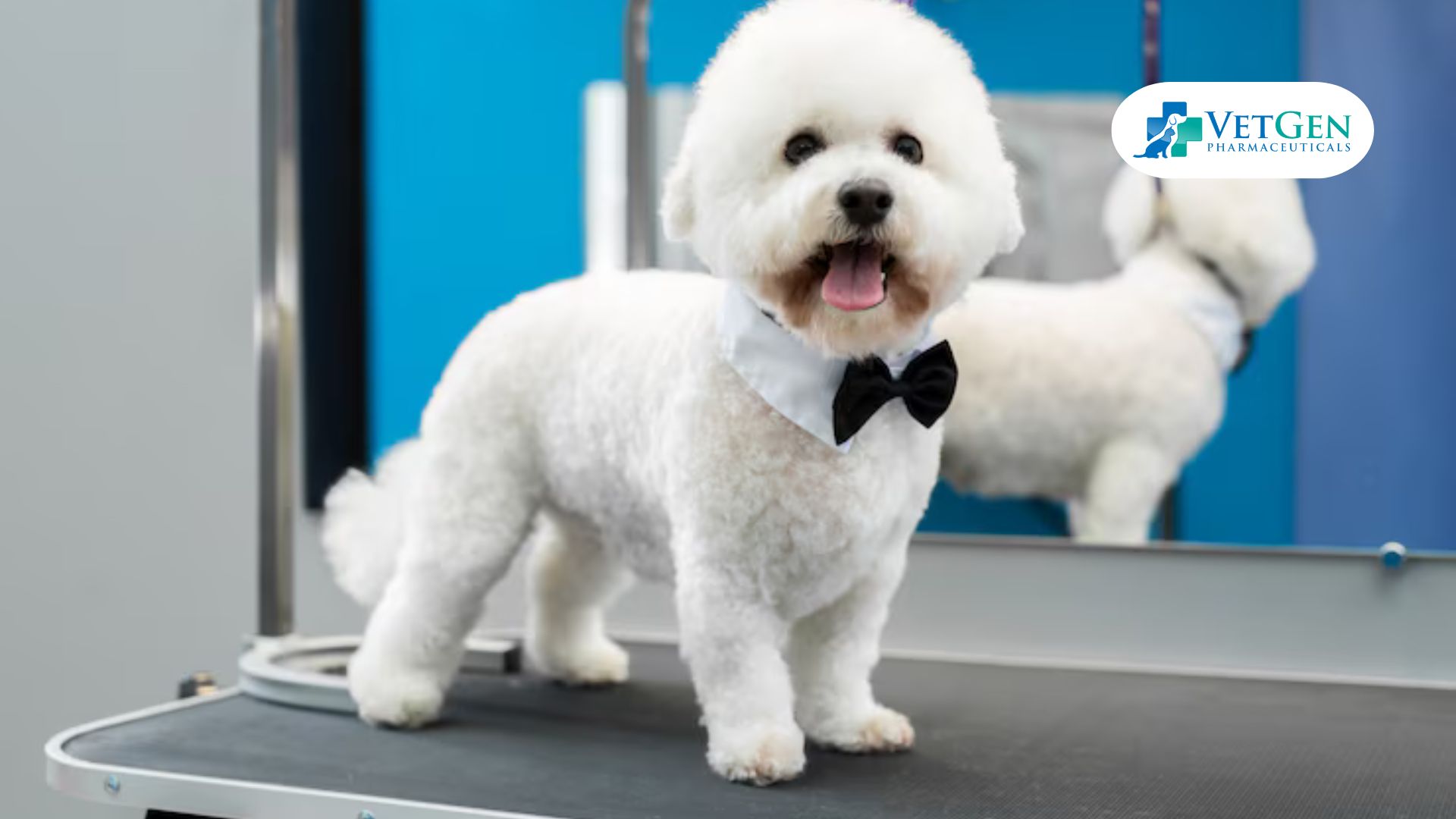 Puppy Haircut for Poodles