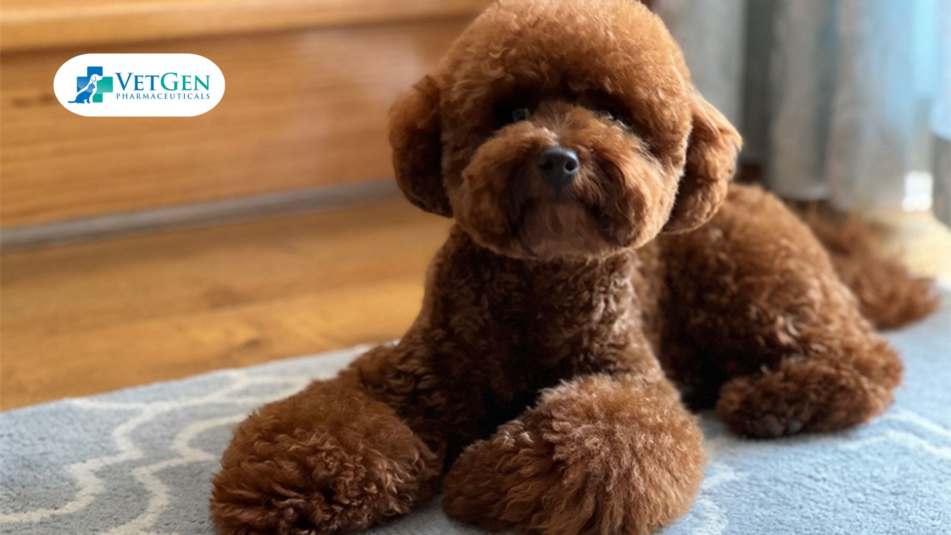 Teddy bear Haircut for Poodles
