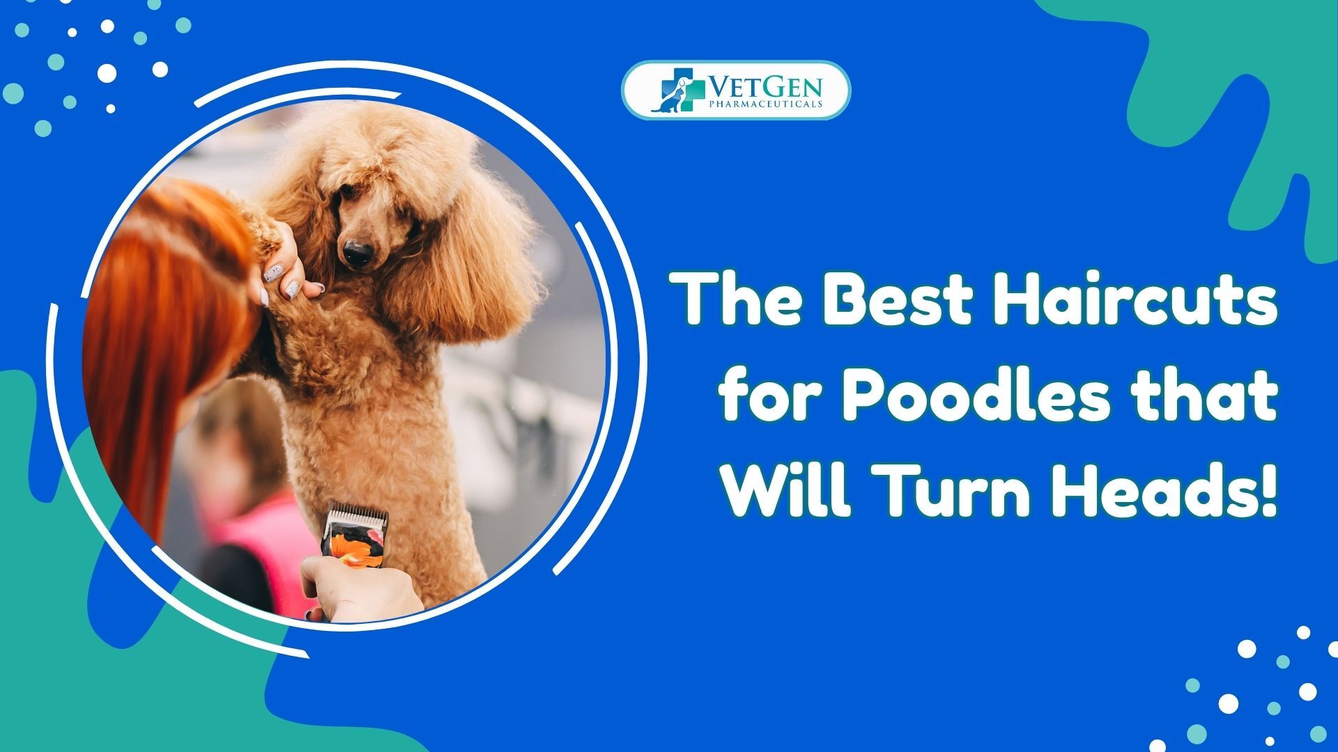 The Best Haircuts for Poodles That Will Turn Heads!