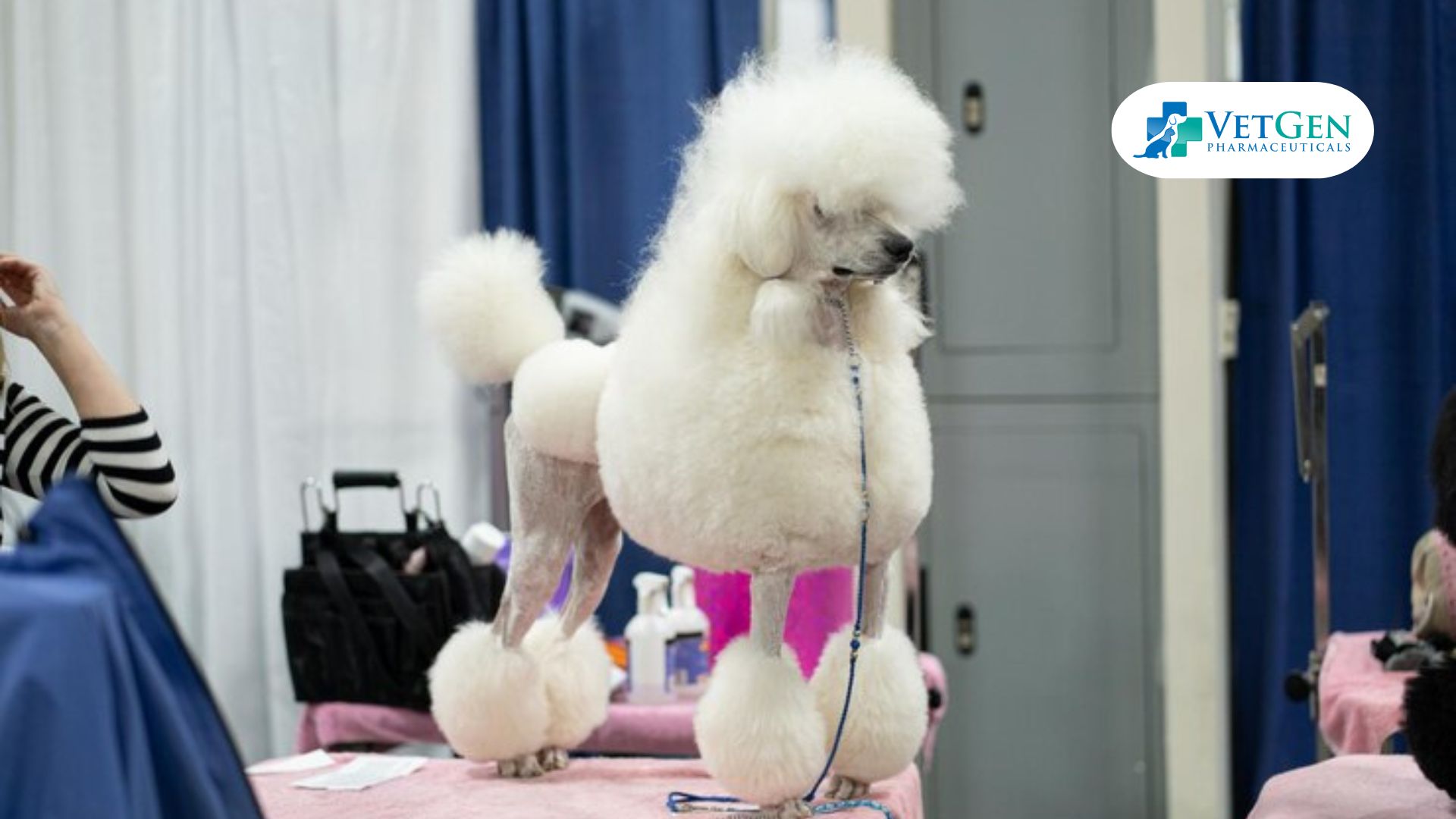 Town and Country Haircut for Poodles