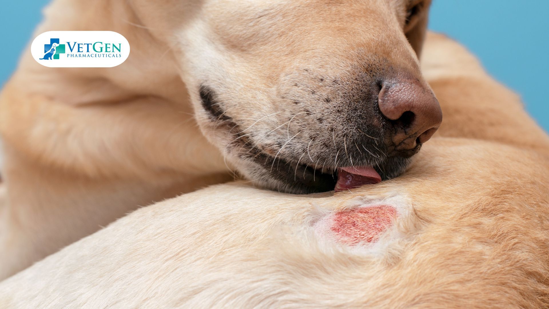 Allergies and Skin Conditions in Labradors