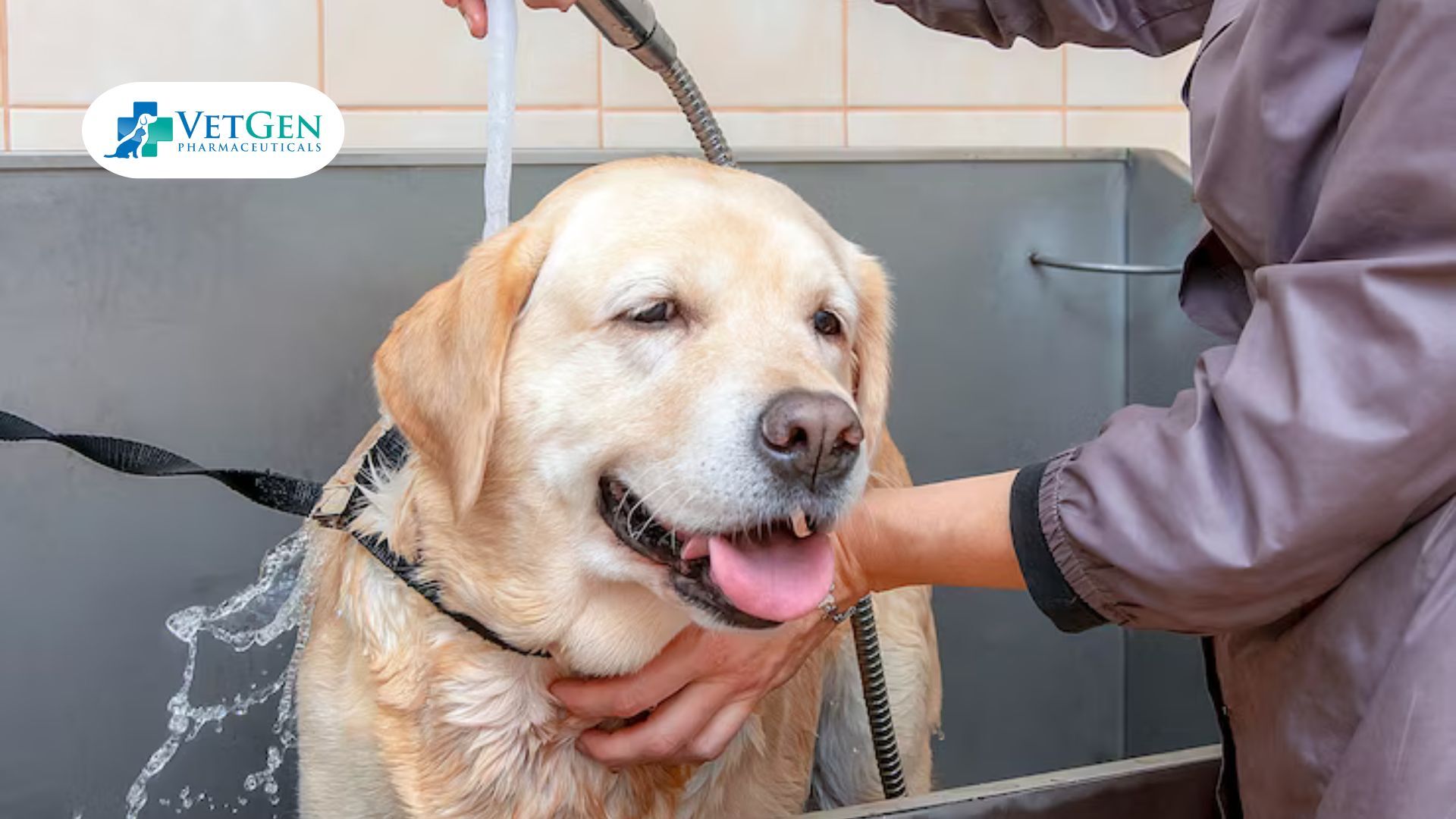 Bathing for Labradors