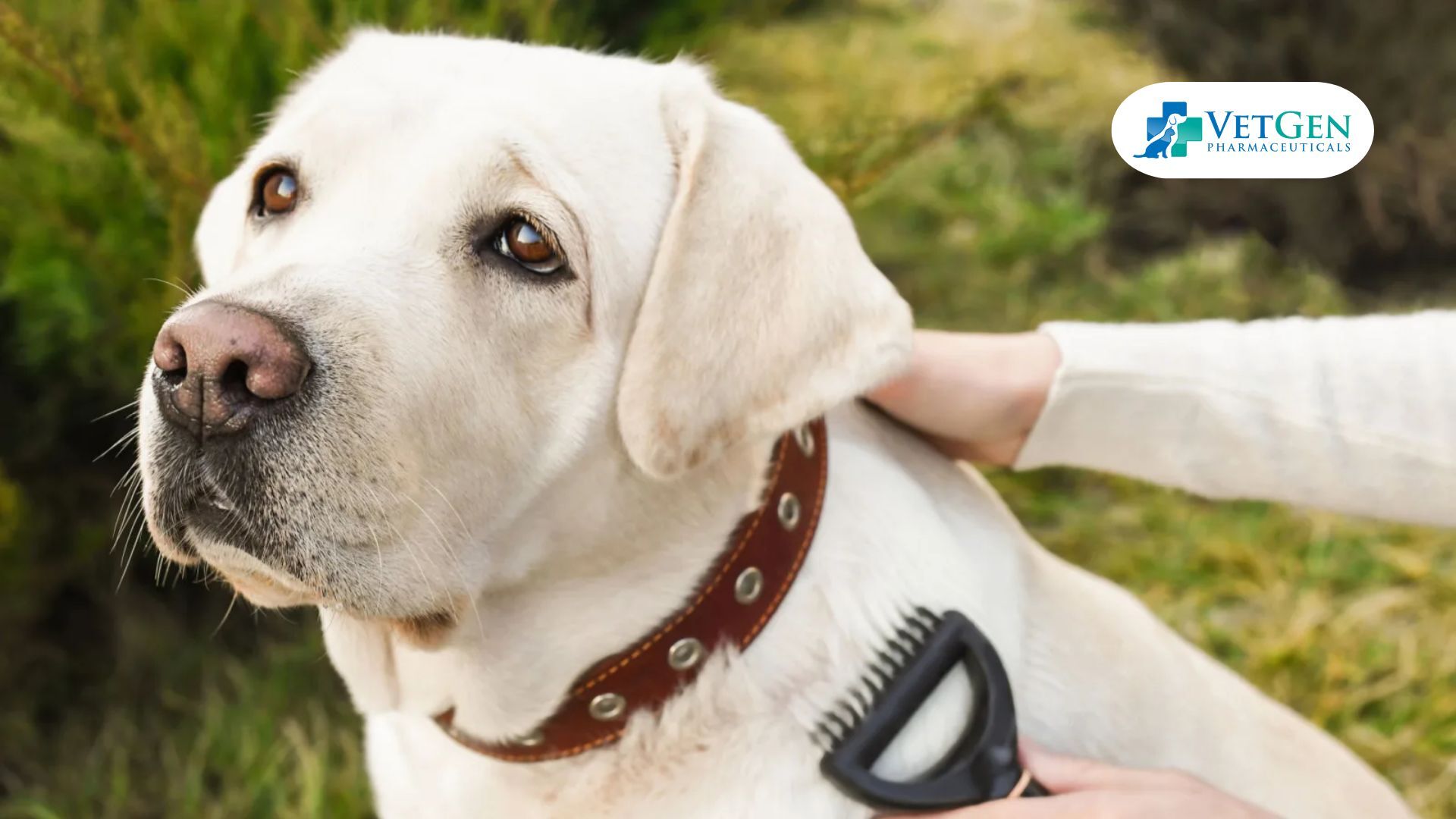 Brushing of Labrador coat care