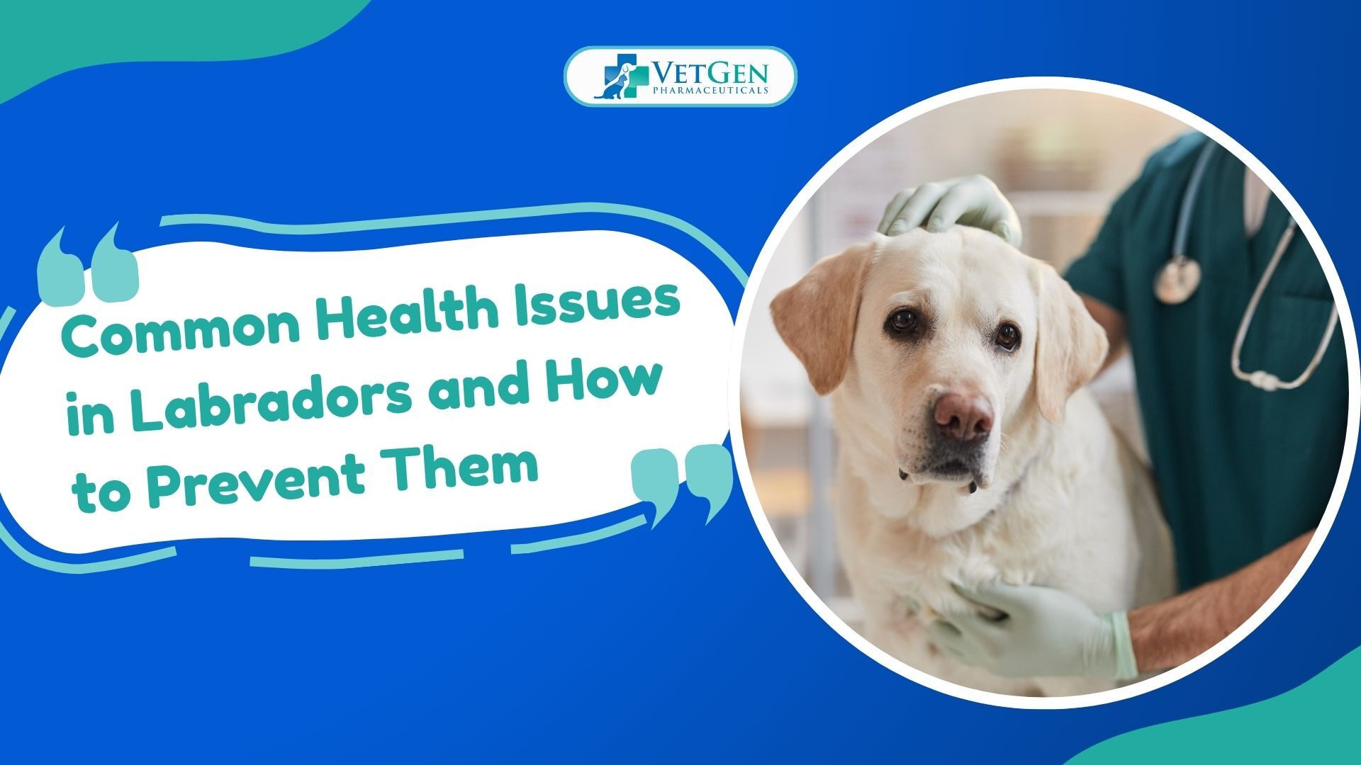 Common Health Issues in Labradors and How to Prevent Them