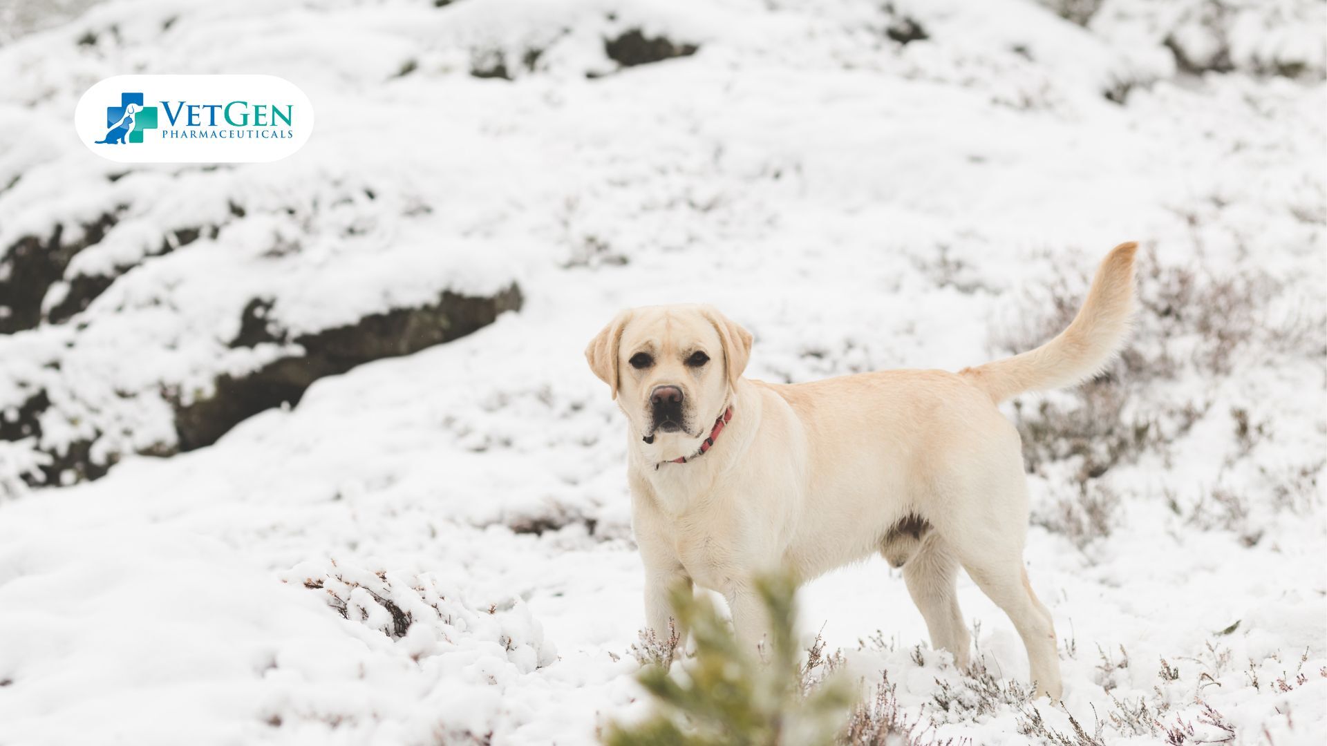 Daily Walks and Hikes for Labradors