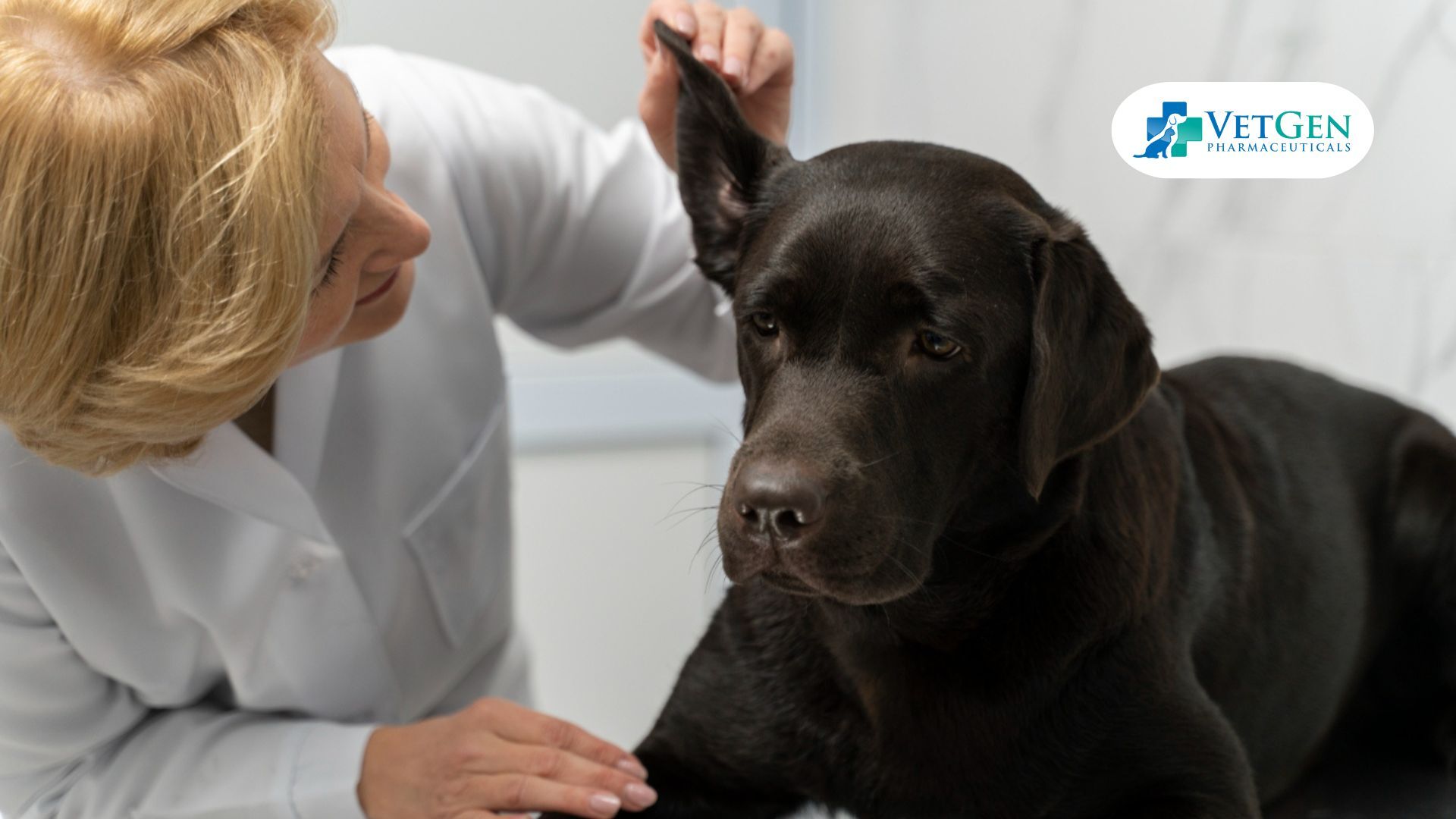 Ear Infection for Labradors