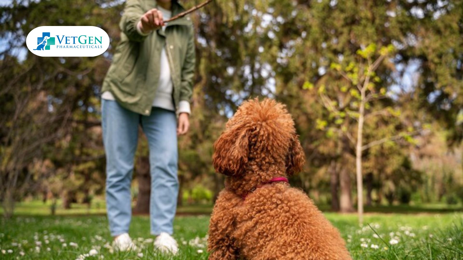 Exercise and Training for Poodle