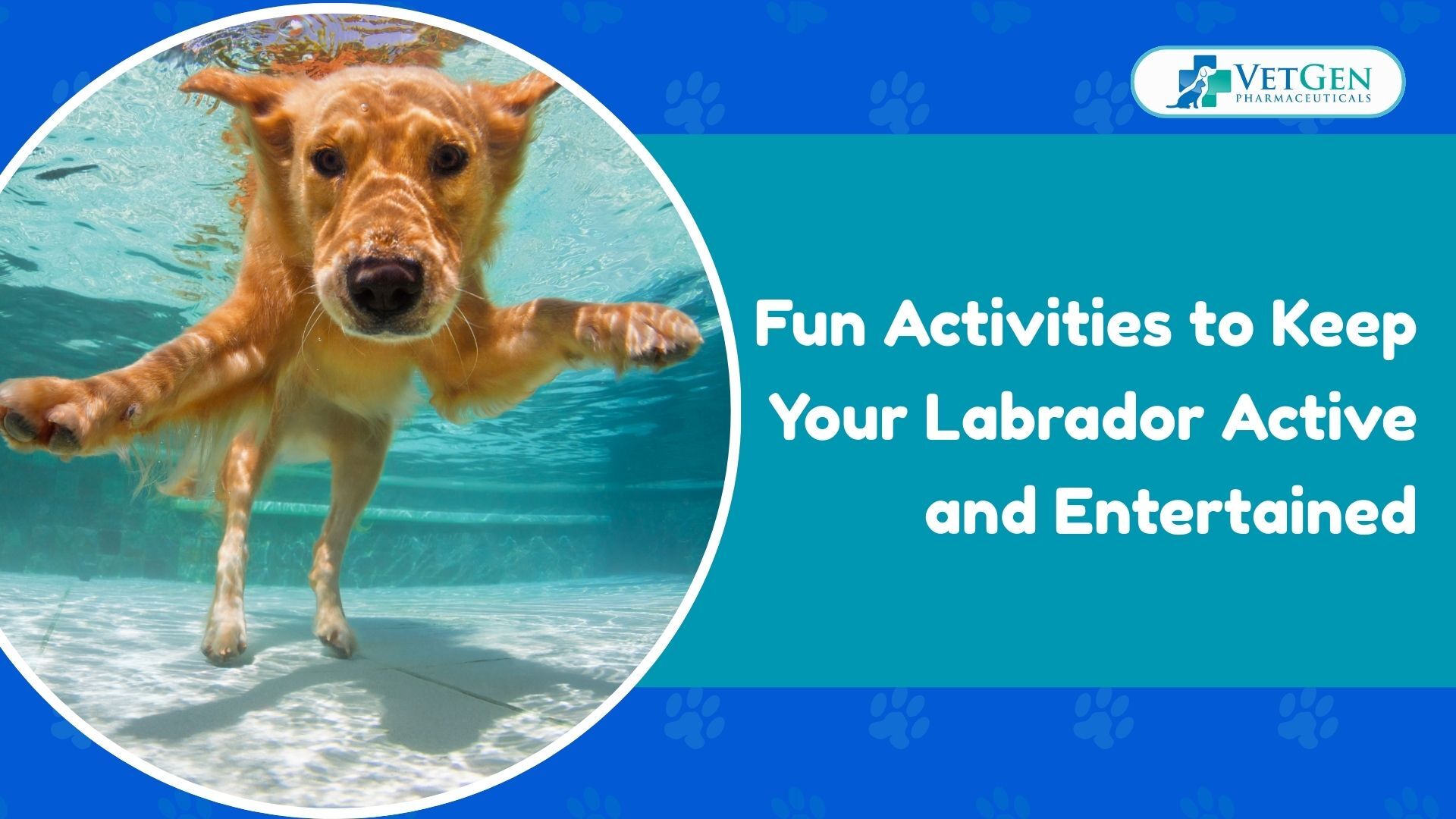 Fun Activities to Keep Your Labrador Active and Entertained