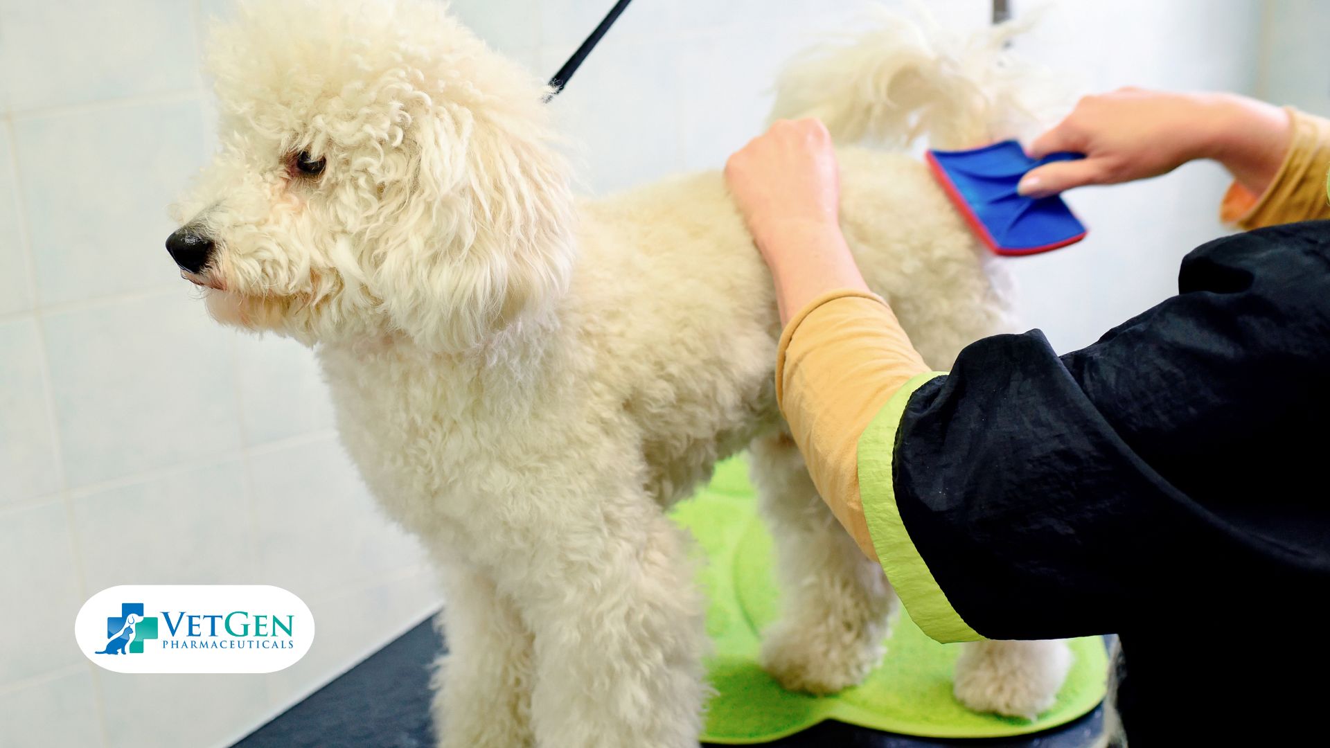 Grooming Needs for Poodle