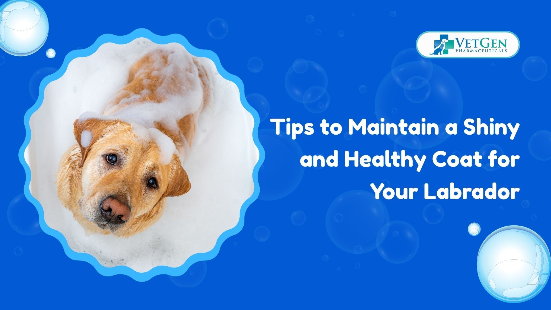 Grooming Tips to Maintain a Shiny and Healthy Coat for Your Labrador