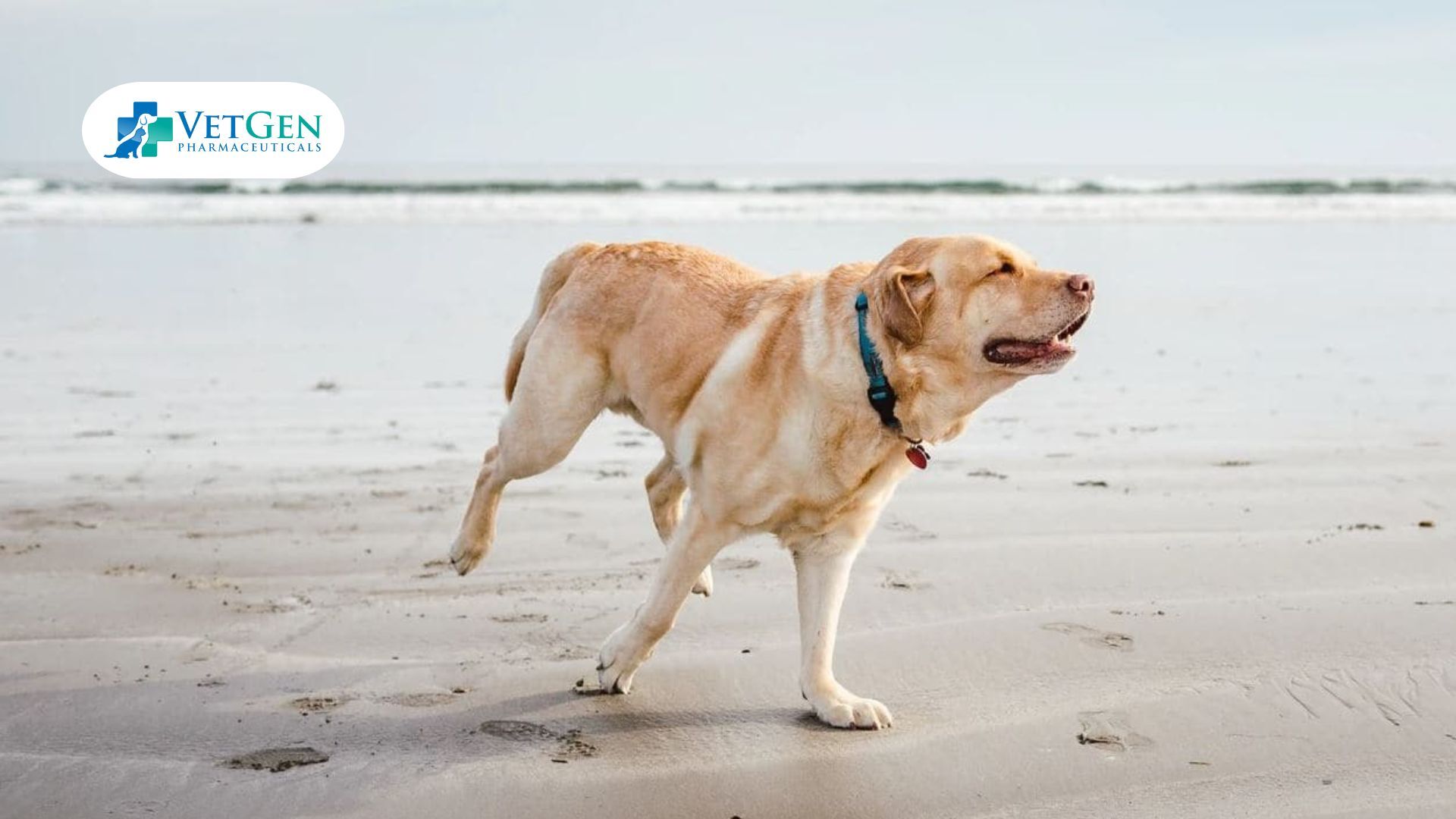 Hip Dysplasia for Labradors