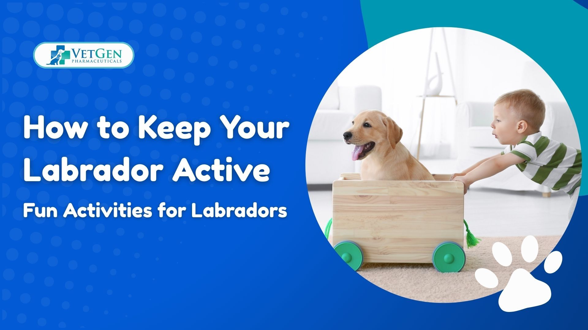How to Keep Your Labrador Active Fun Activities for Labradors