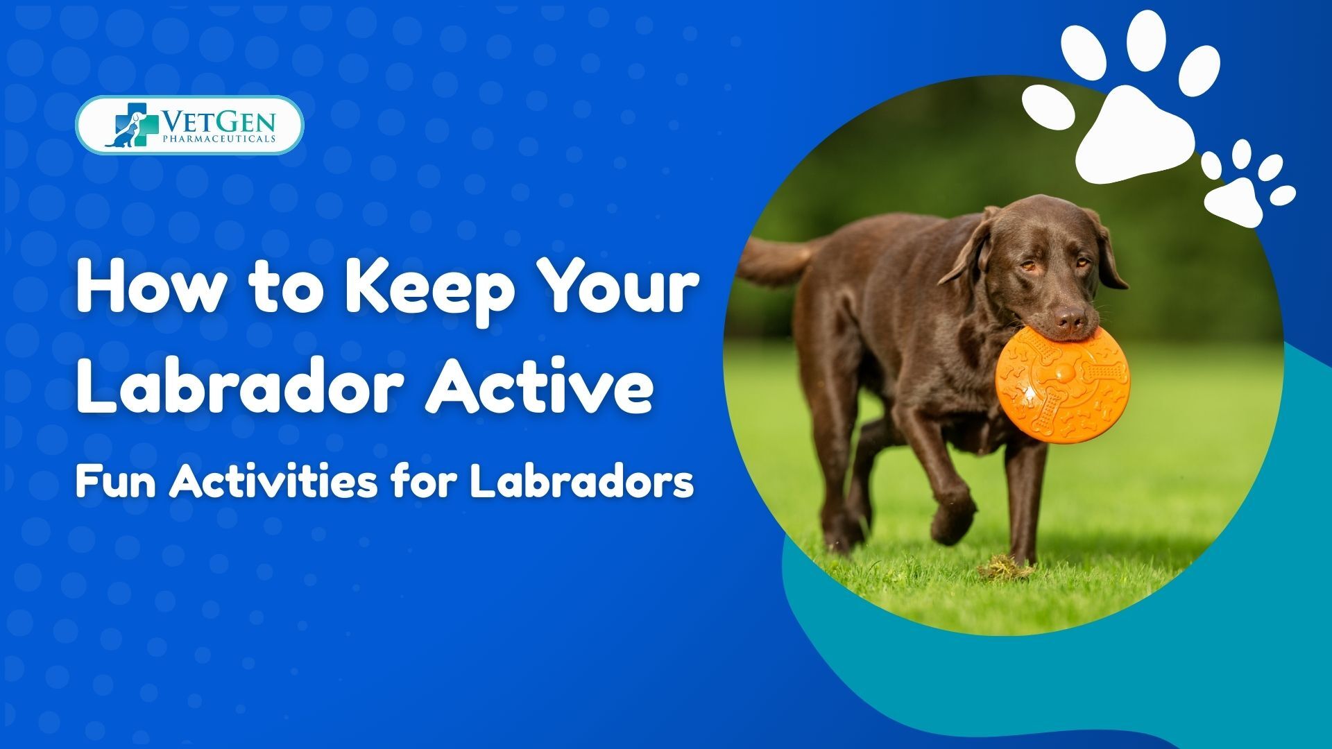How to Keep Your Labrador Active Fun Activities for Labradors