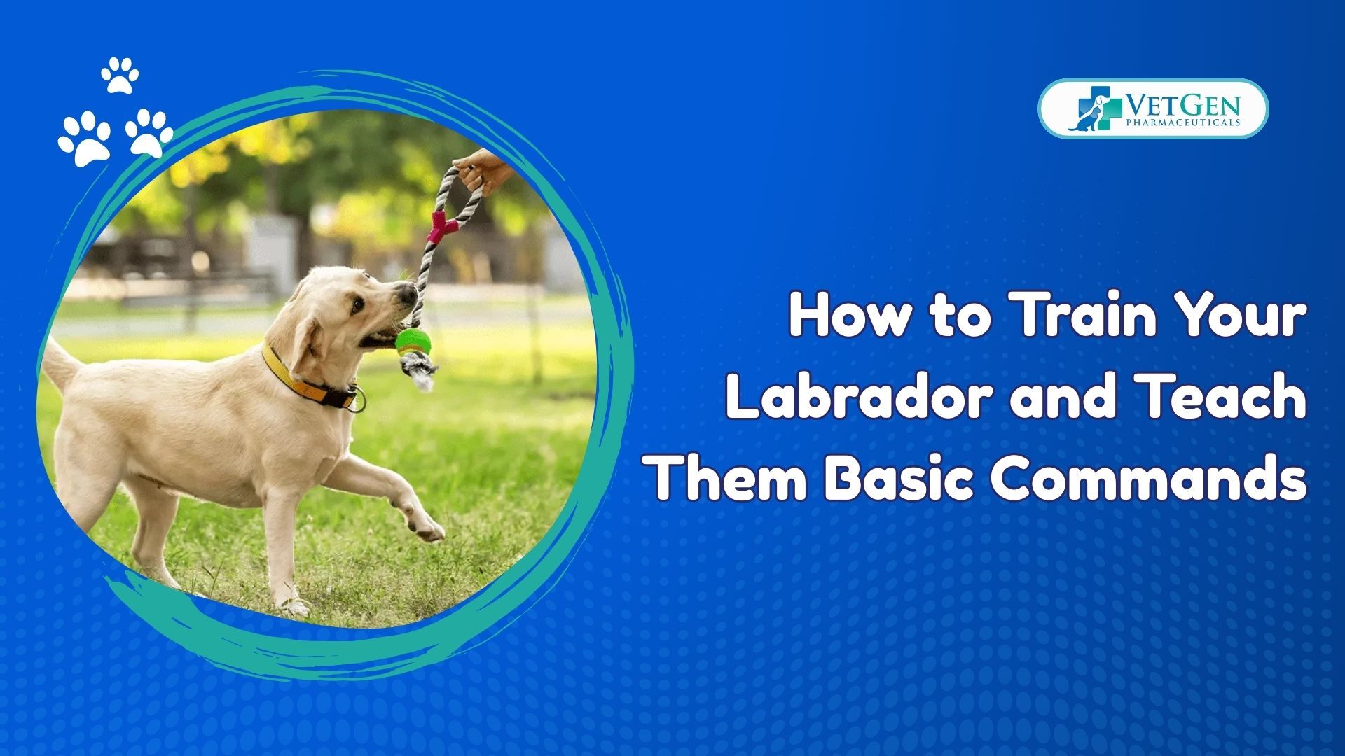 How to Train Your Labrador and Teach Them Basic Commands