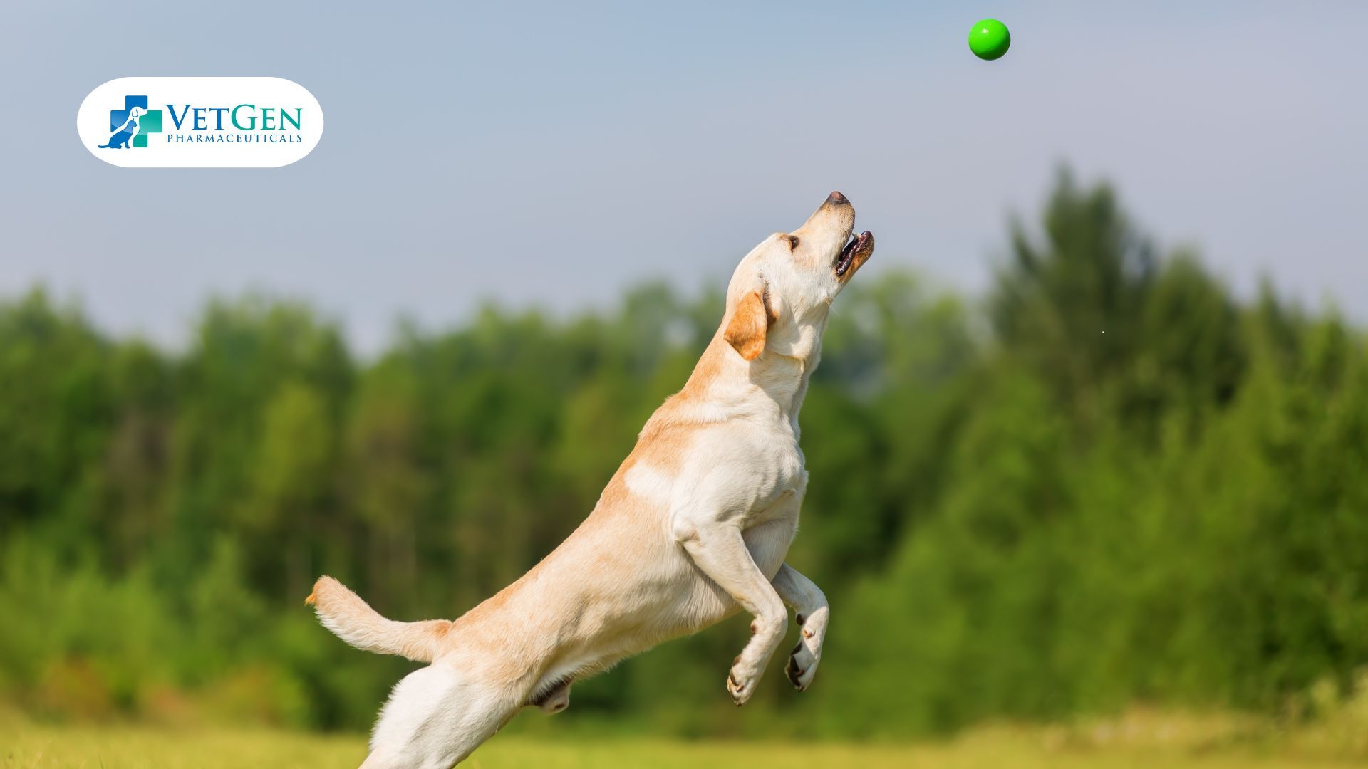 Labradors Active and Fun