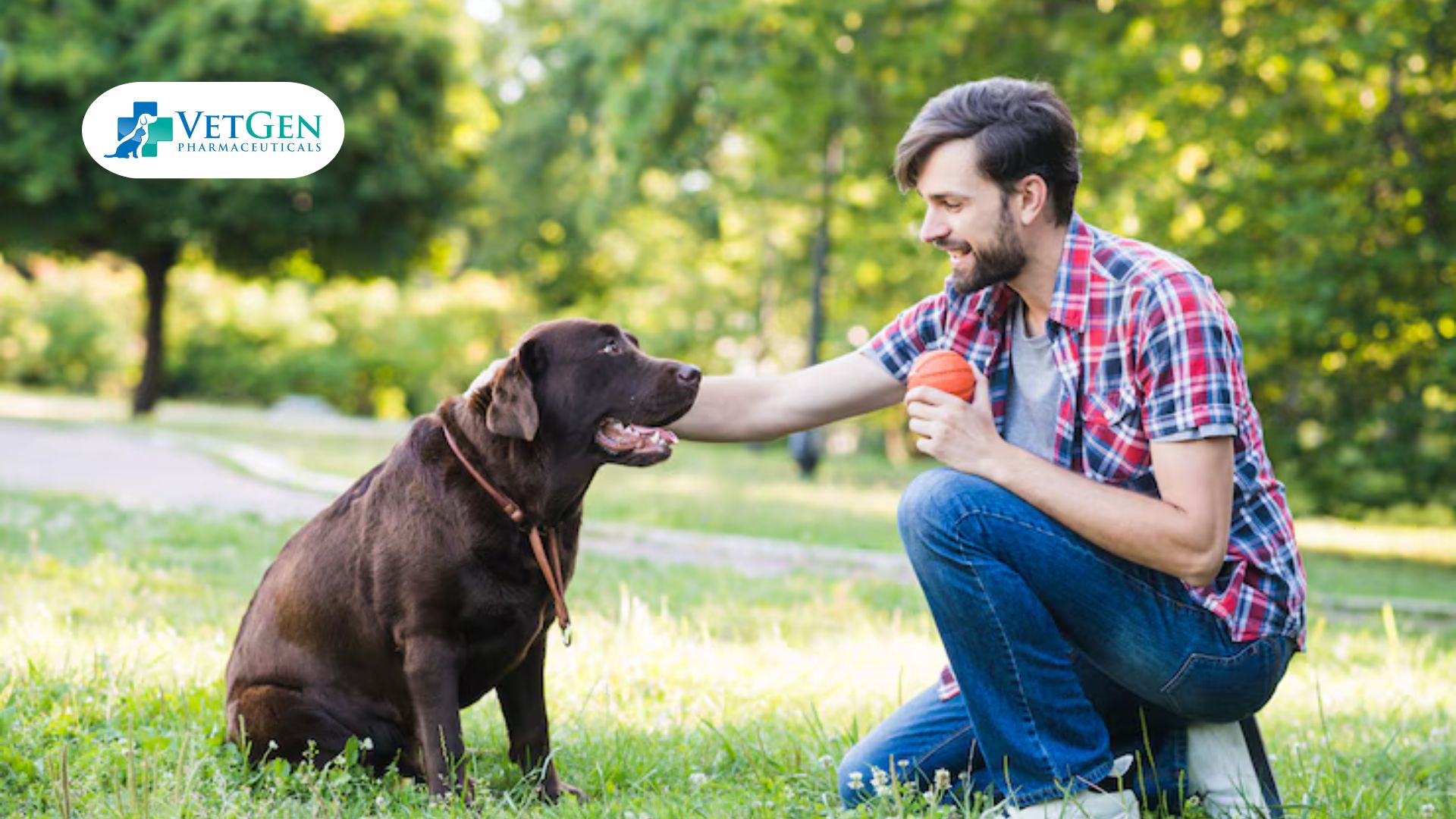 Labradors Train With Play