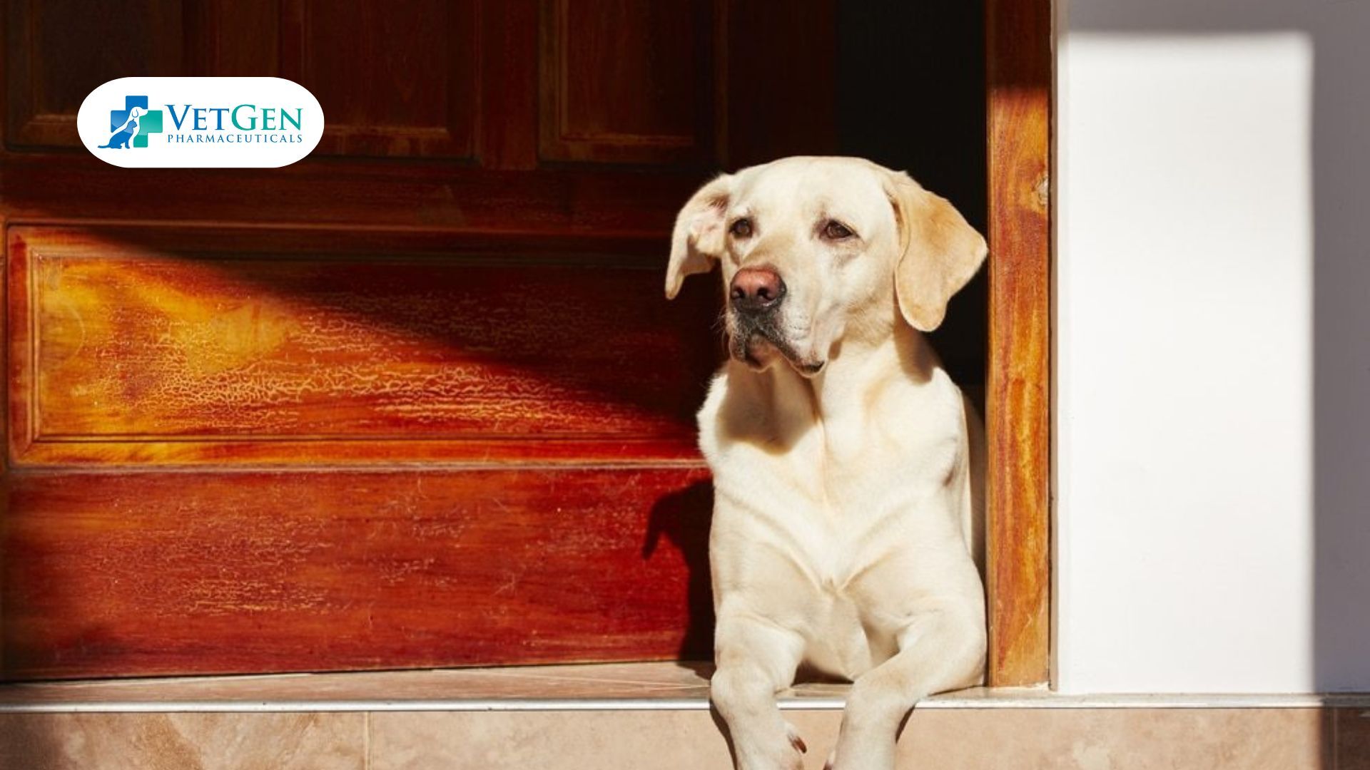 Labradors are Good Watchdogs