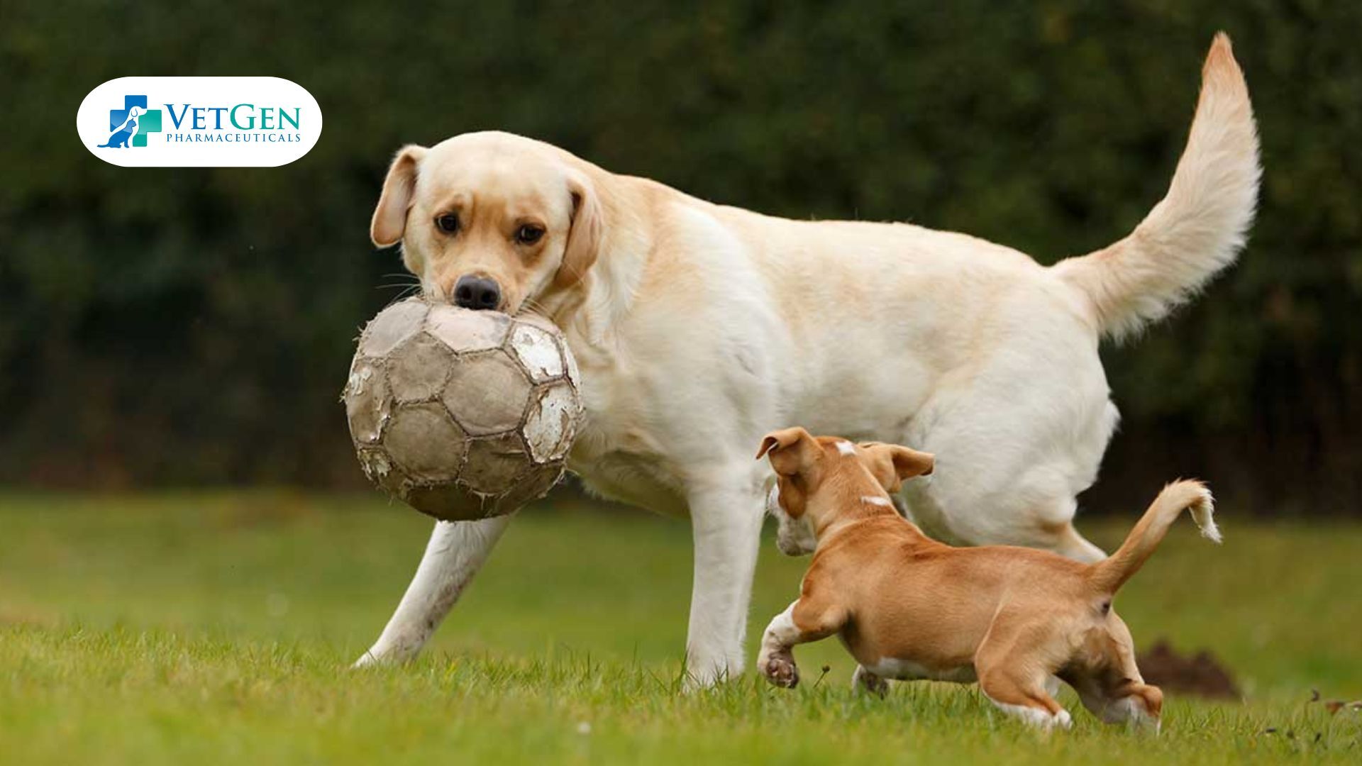 Labradors are Good with Other Pets