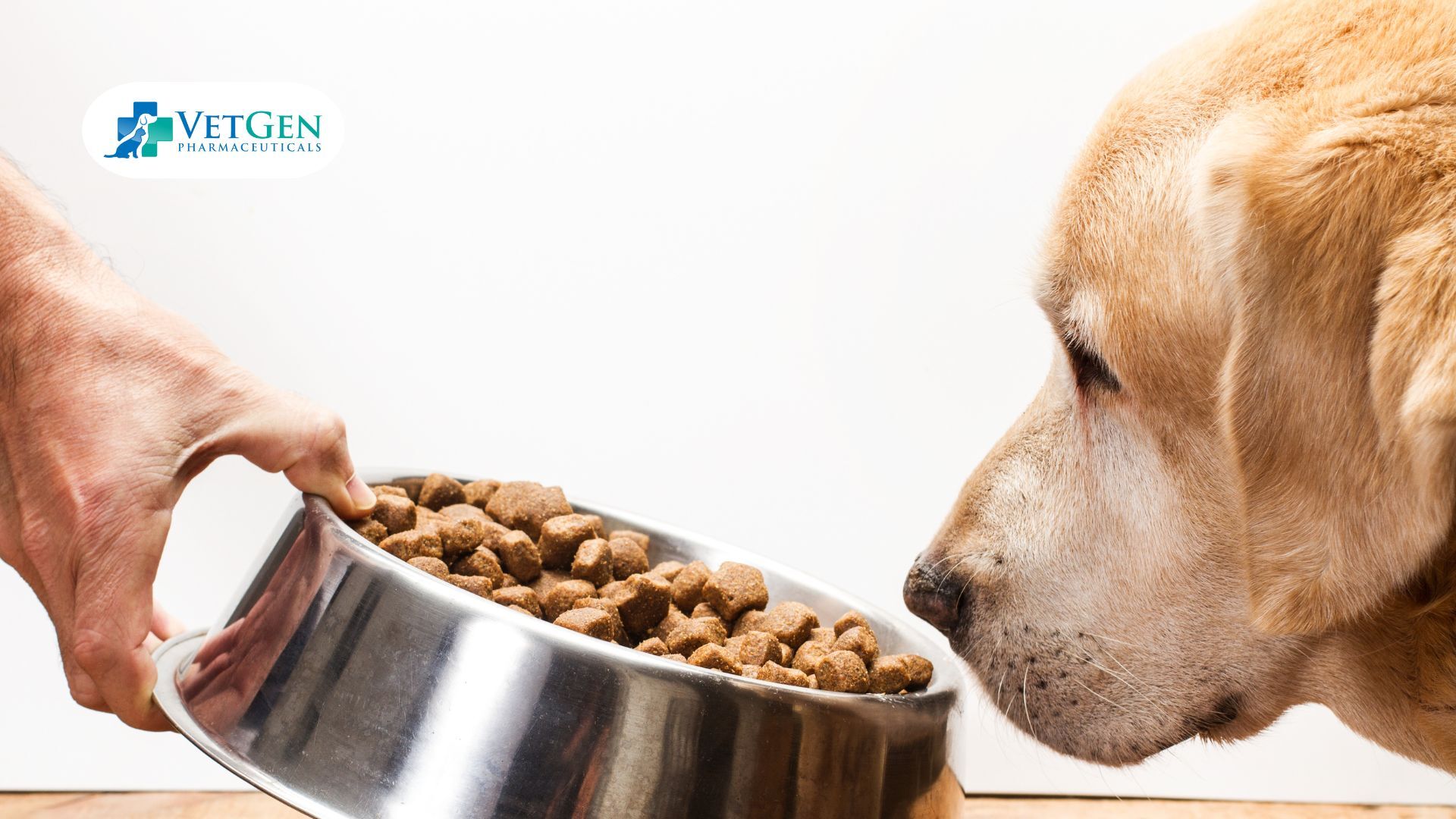 Nutrition Choose high-Protein for Labradors