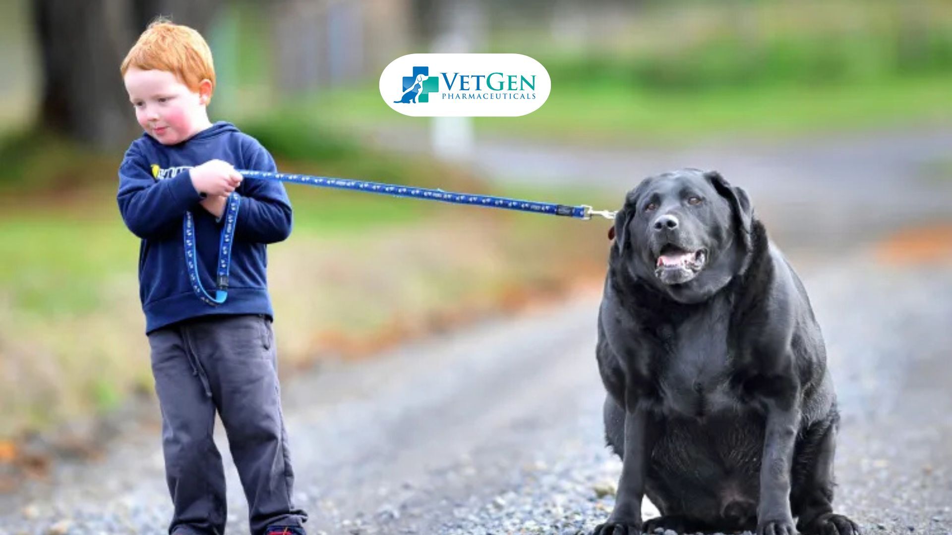 Obesity for Labradors