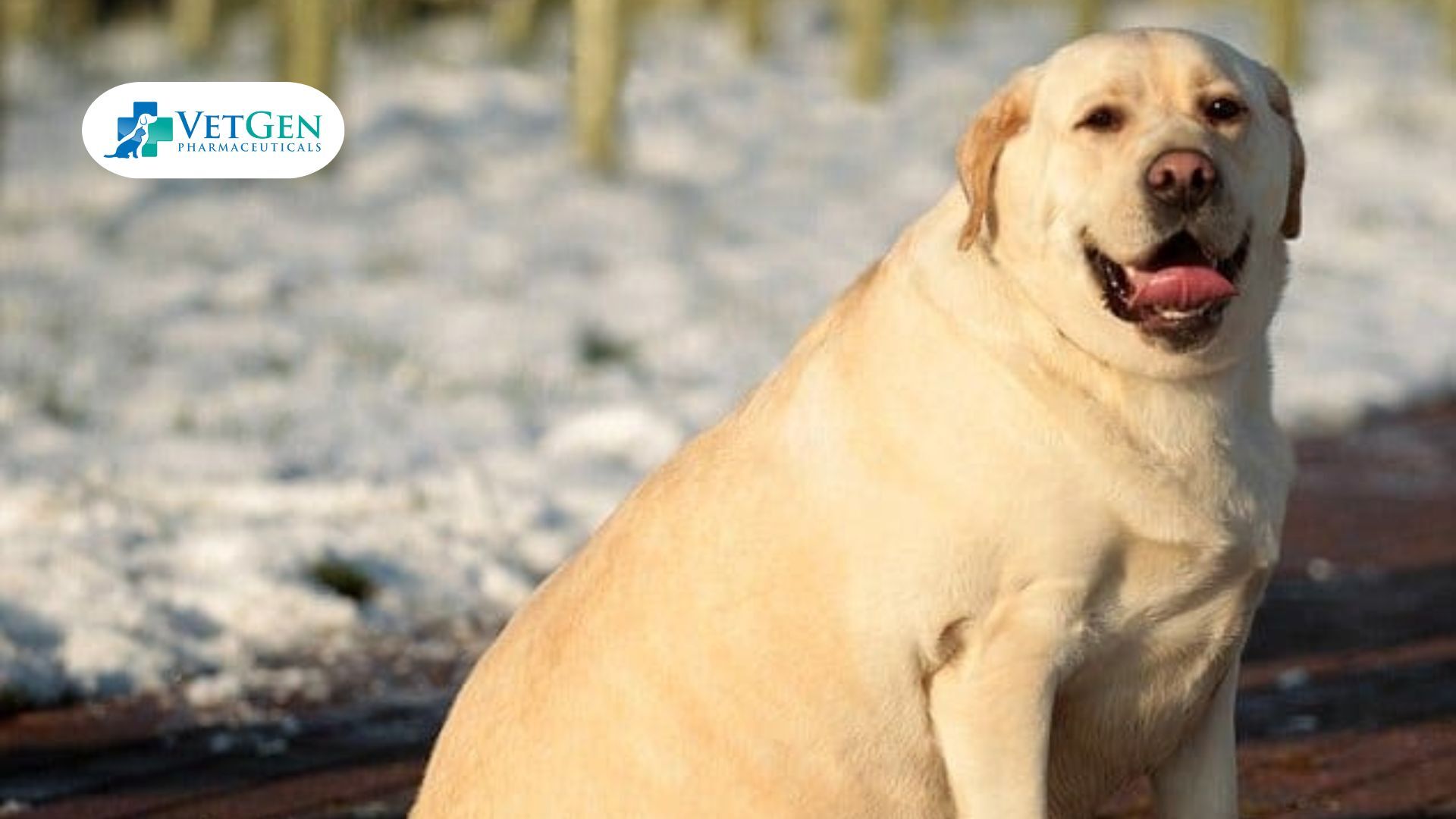 Obesity in Labrador