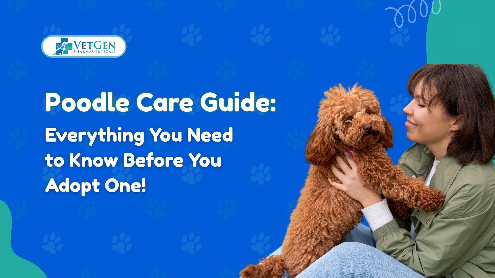 Poodle Care Guide Everything You Need to Know Before You Adopt One!