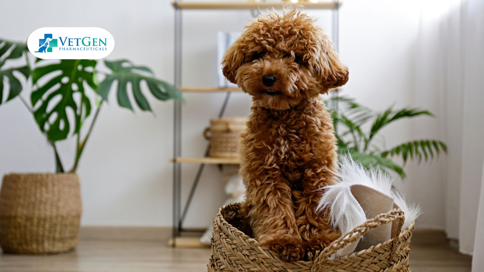 Poodle breed