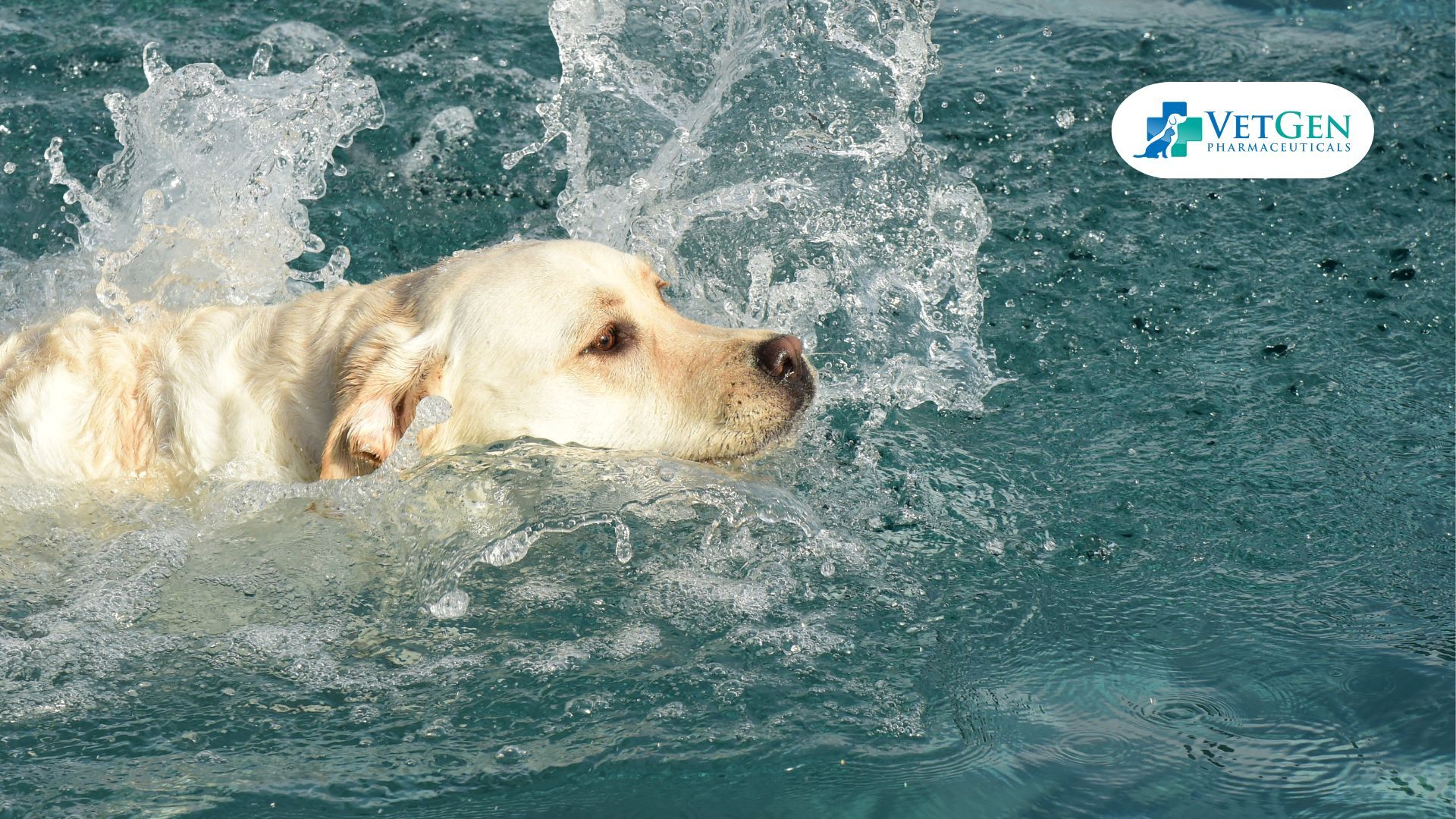 Swimming for Labradors