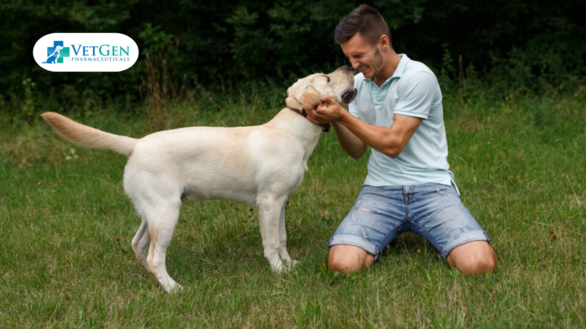 Training Tips for Labradors