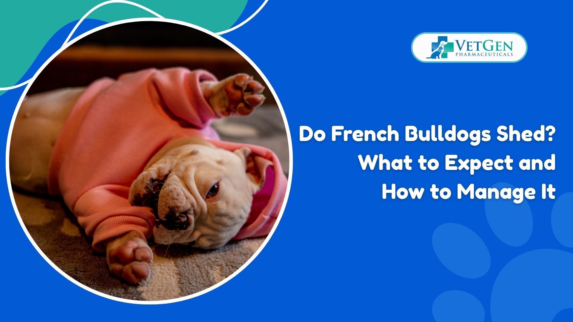 Do French Bulldogs Shed What to Expect and How to Manage It