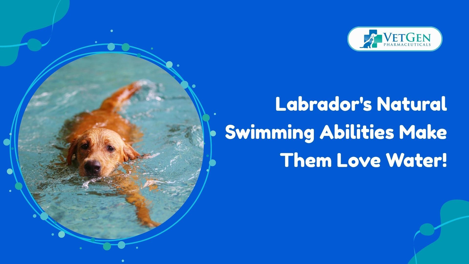 How Labrador's Natural Swimming Abilities Make Them Love Water!