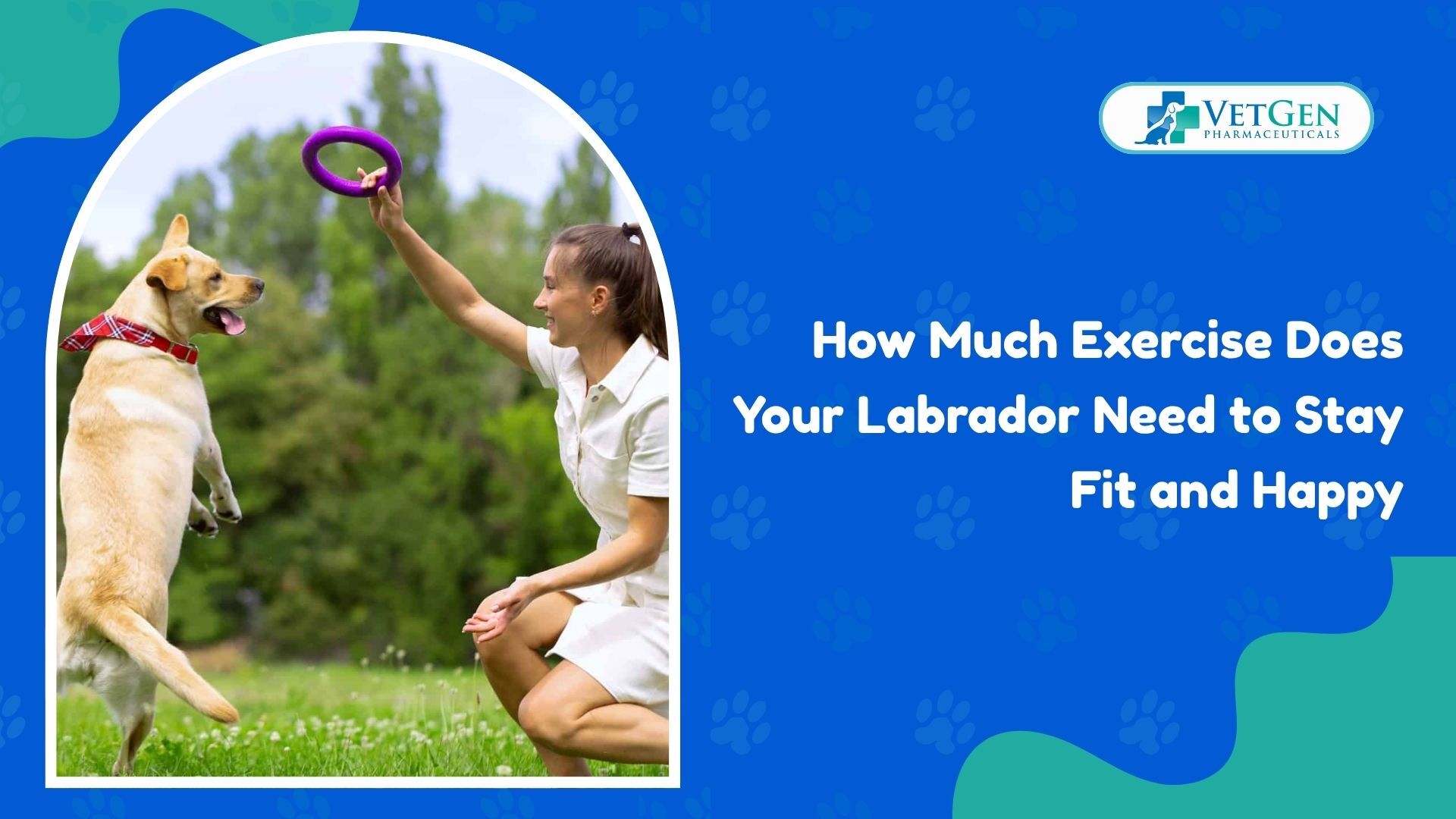 How Much Exercise Does Your Labrador Need to Stay Fit and Happy