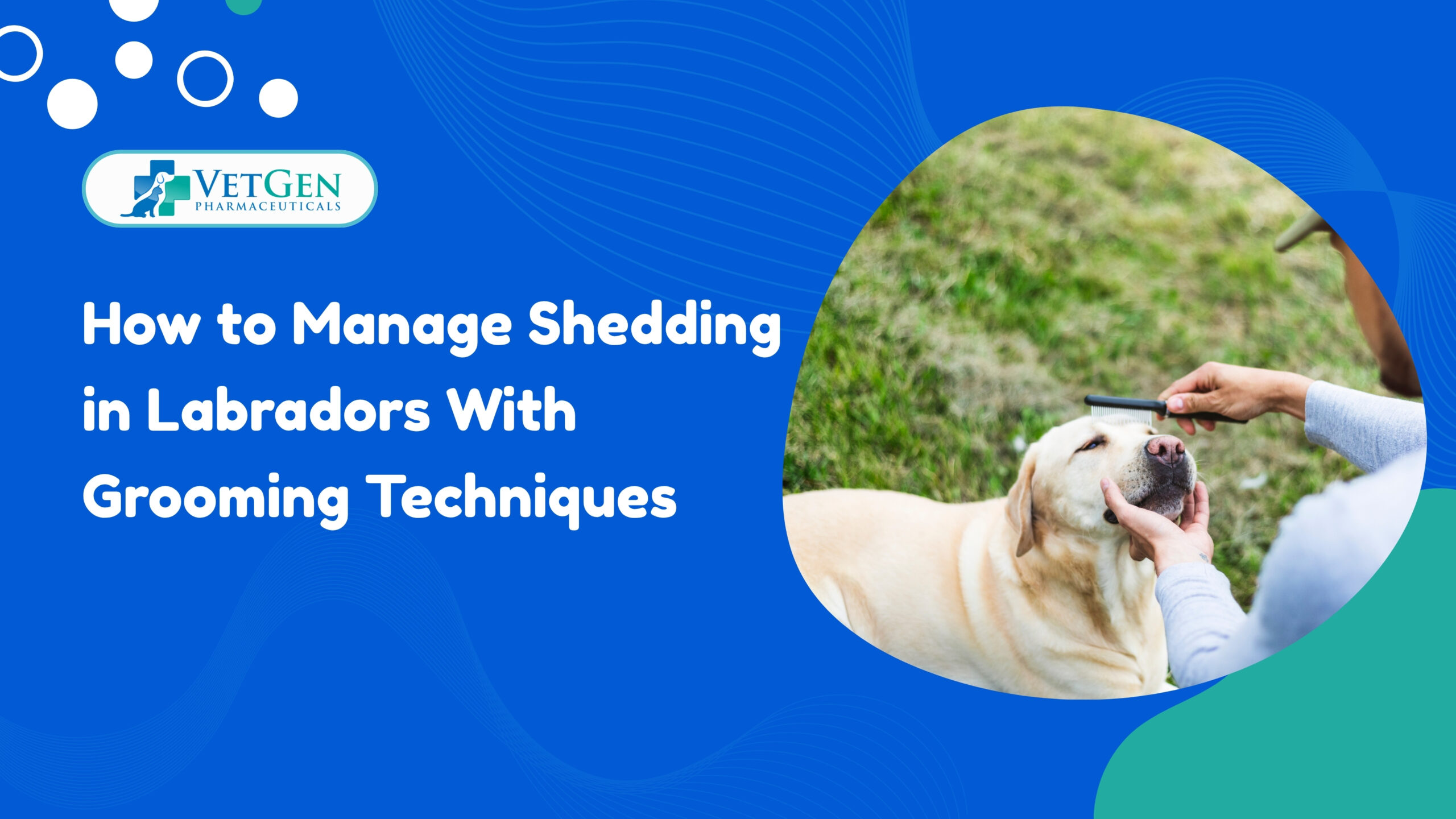 How to Manage Shedding in Labradors With Grooming Techniques