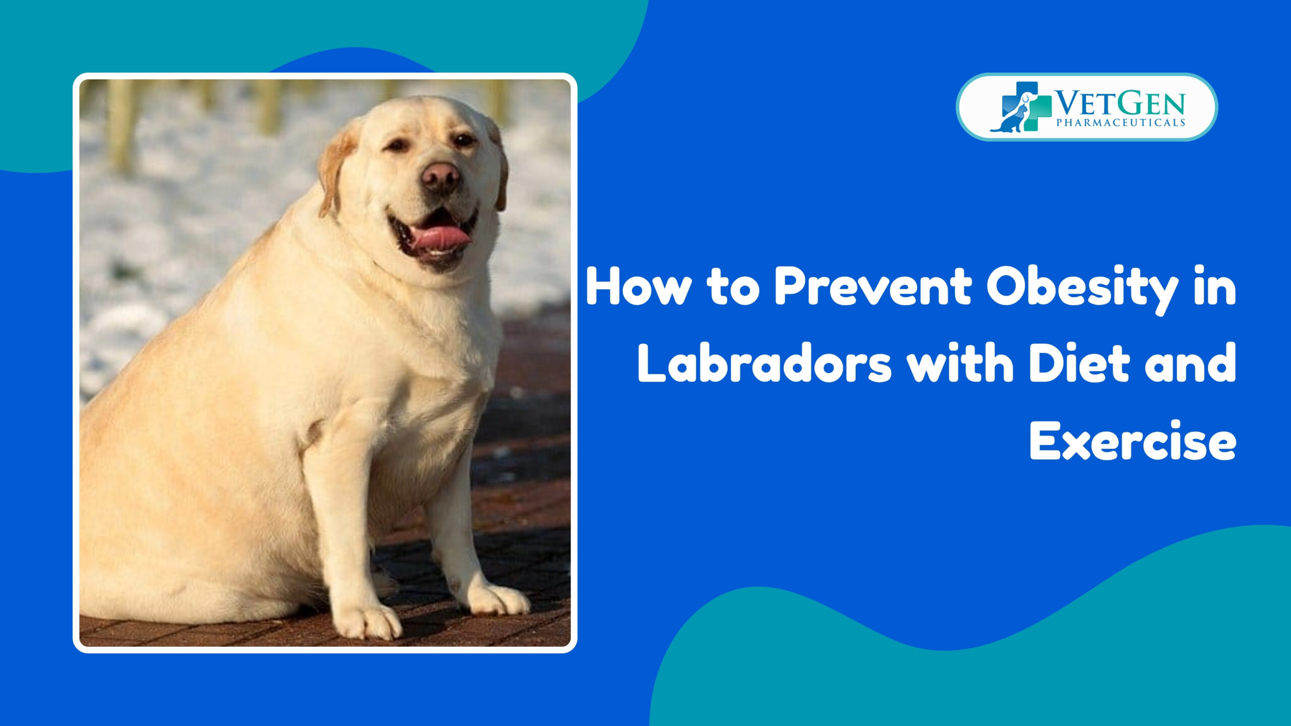 How to Prevent Obesity in Labradors with Diet and Exercise
