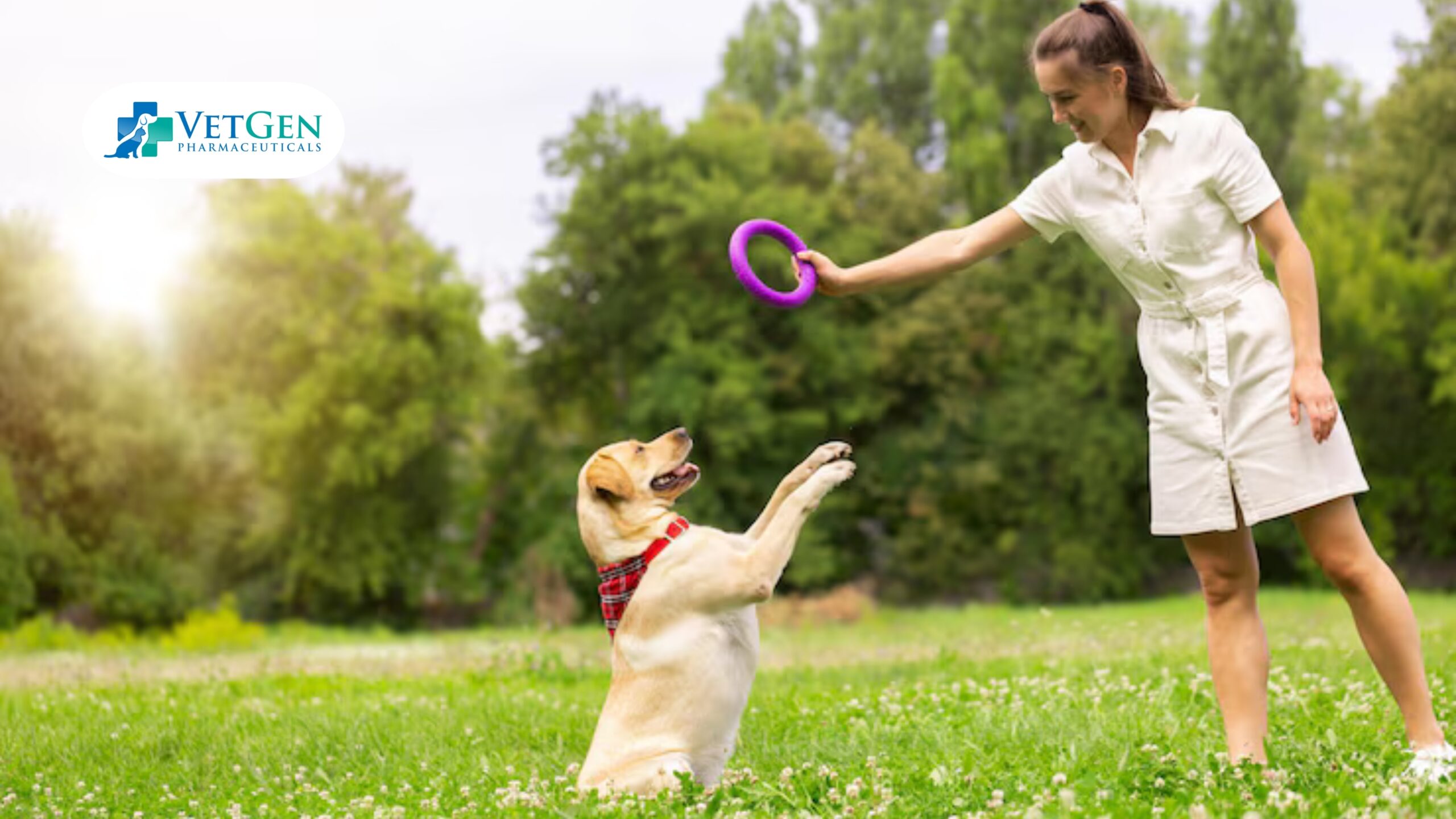 Interactive Toys and Puzzles for Labrador