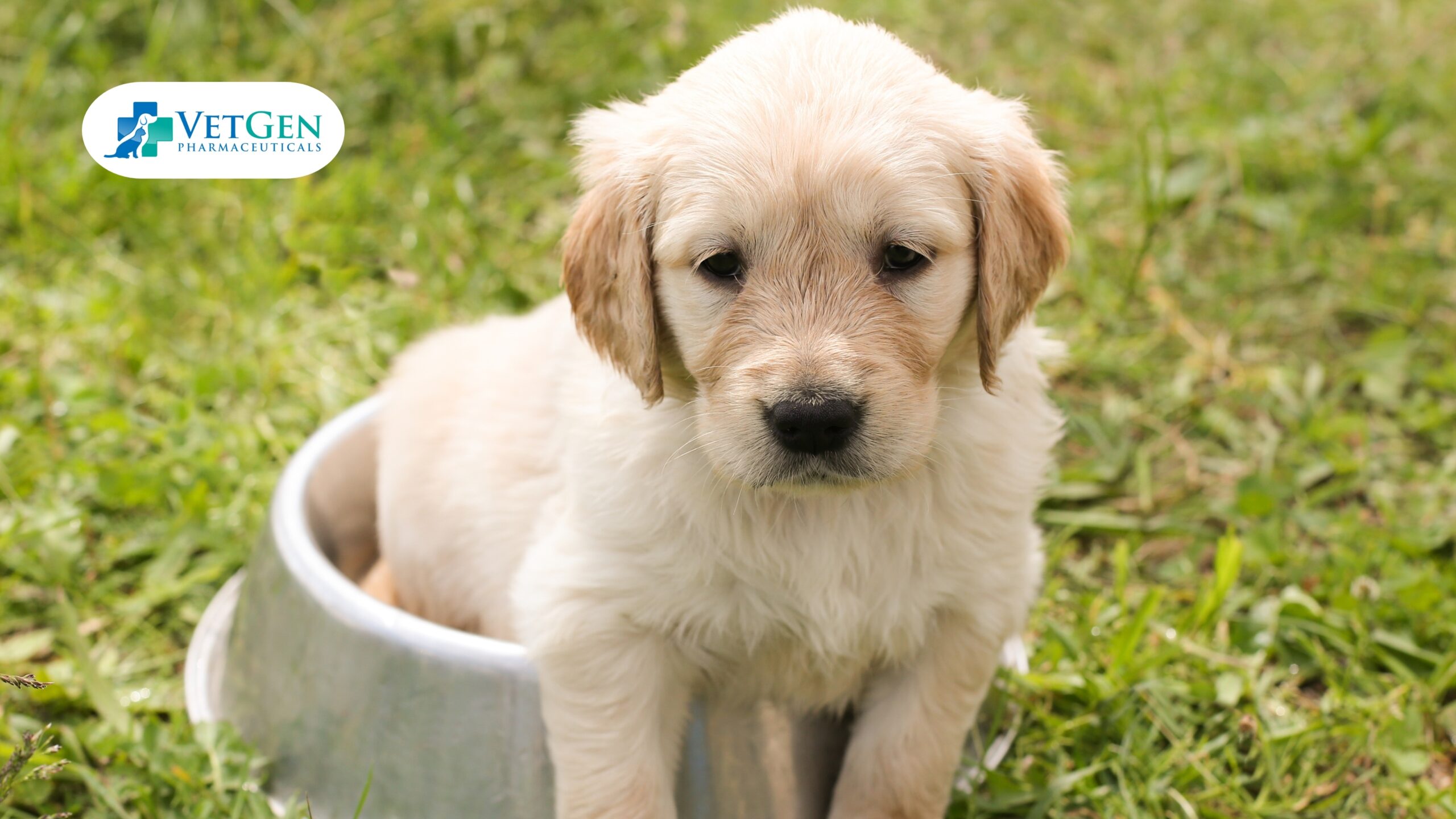 Potty Training a Labrador puppy