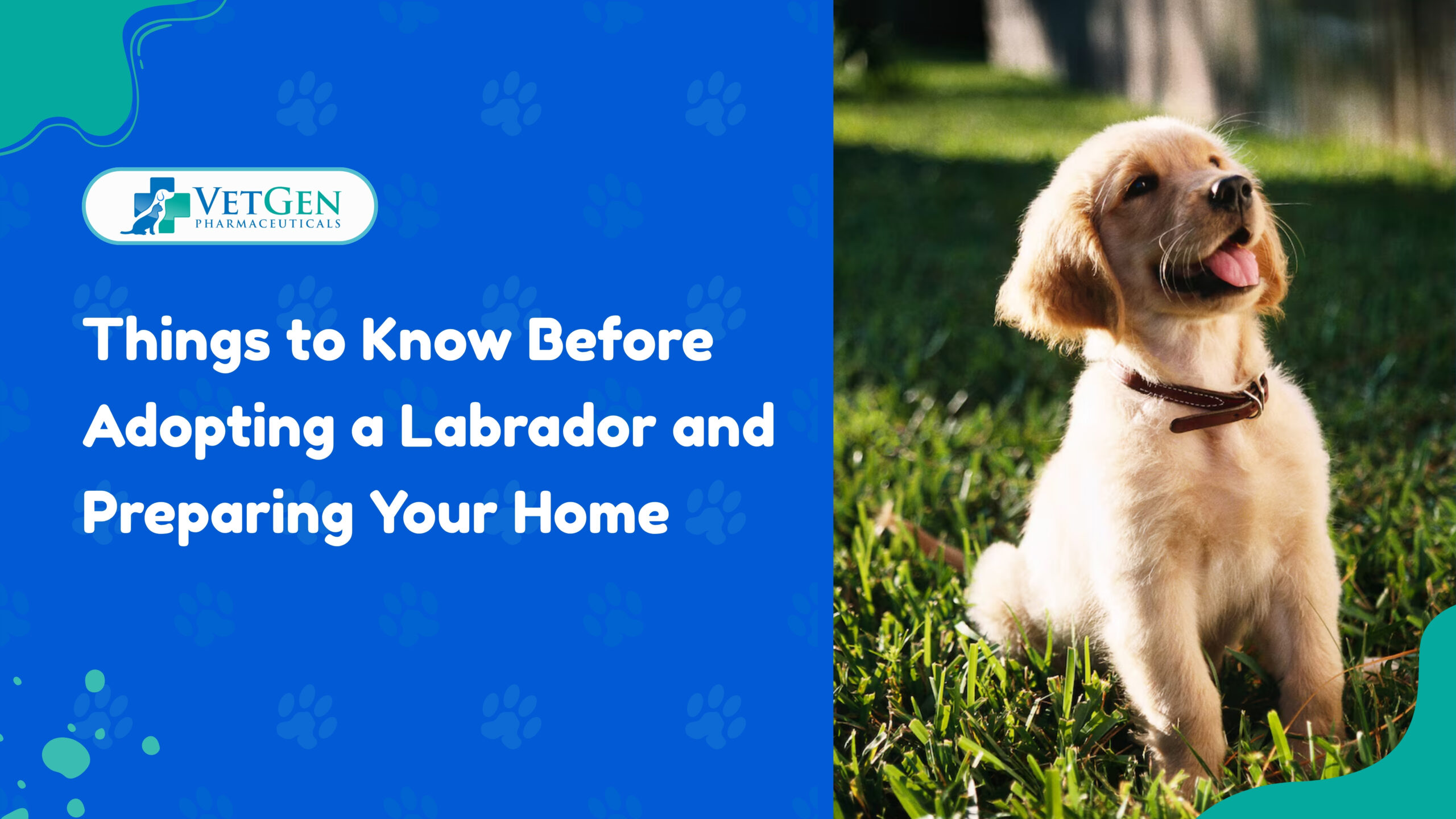 Things to Know Before Adopting a Labrador and Preparing Your Home