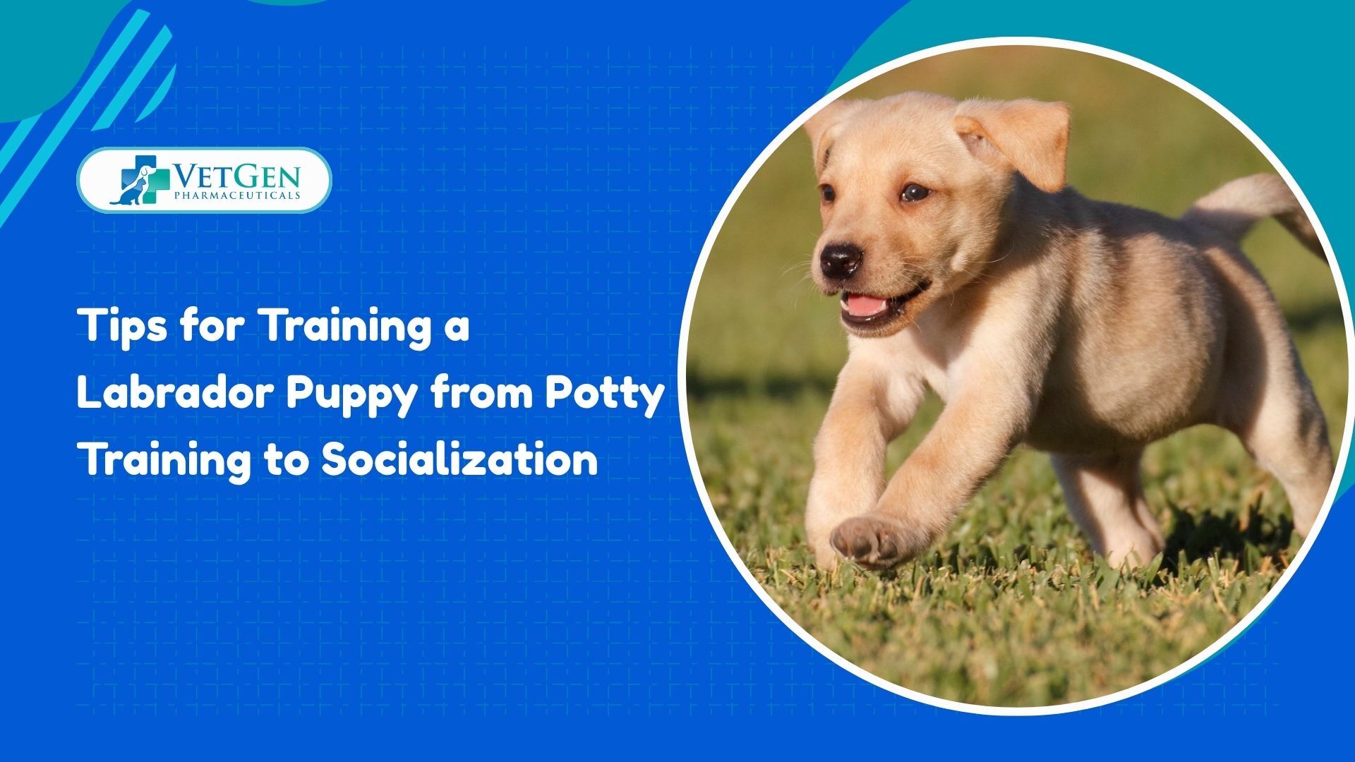 Tips for Training a Labrador Puppy from Potty Training to Socialization