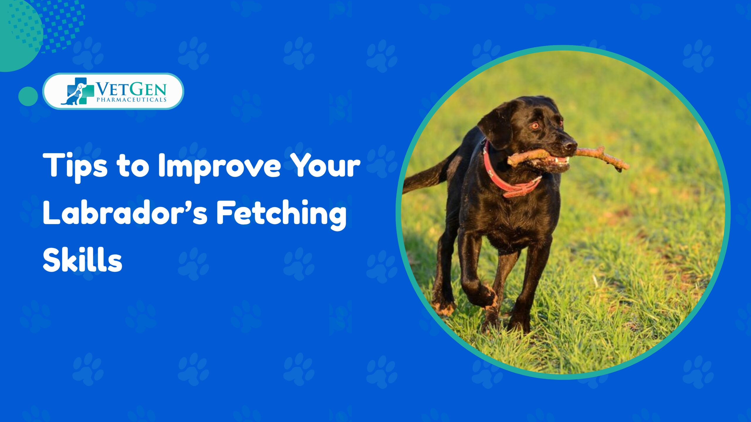 Tips to Improve Your Labrador’s Fetching Skills