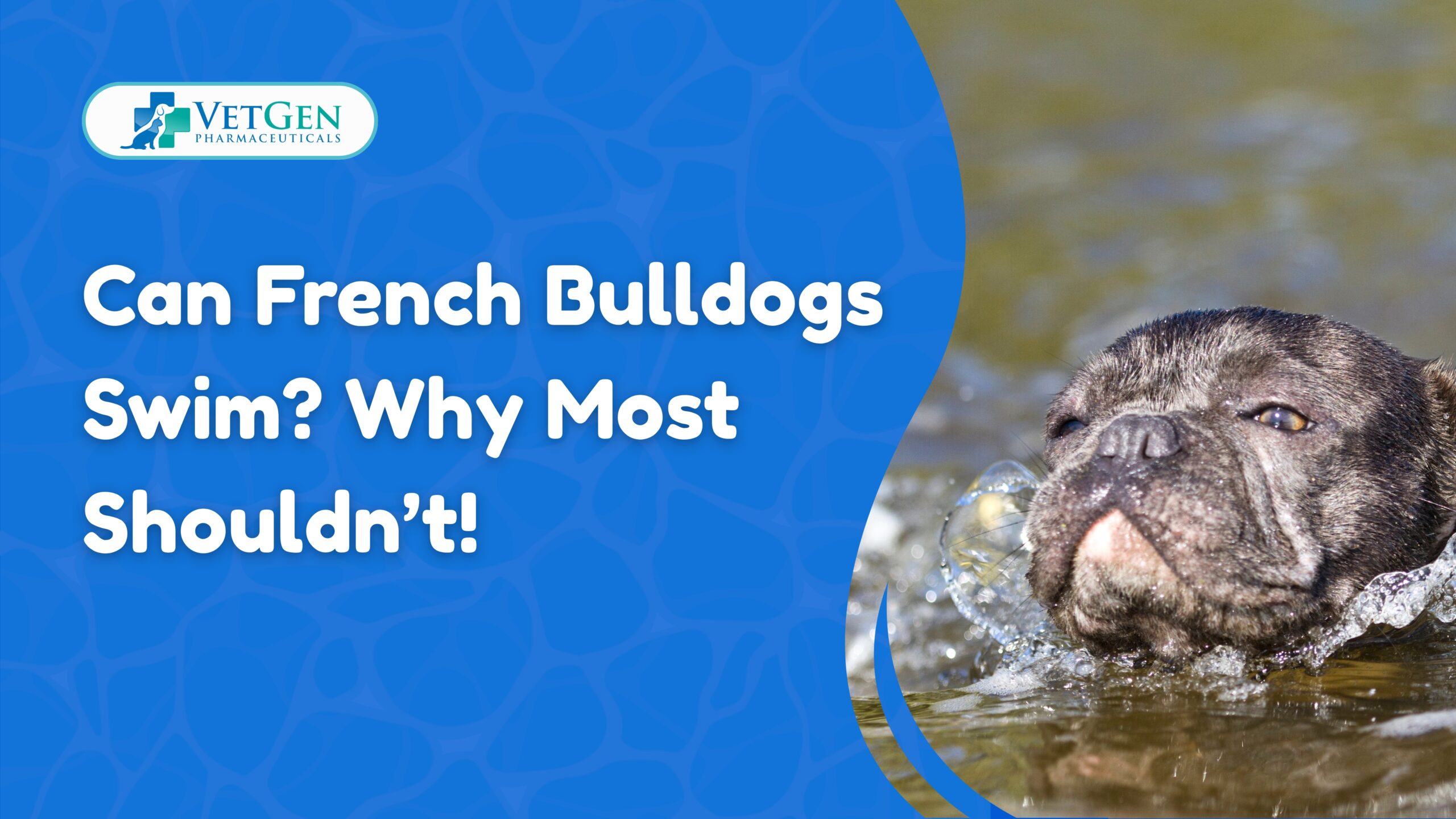 Can French Bulldogs Swim Why Most Shouldn’t!
